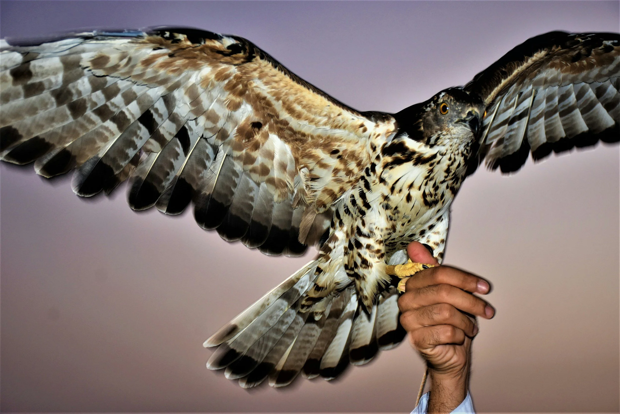 Birds of Prey NW Work Day
