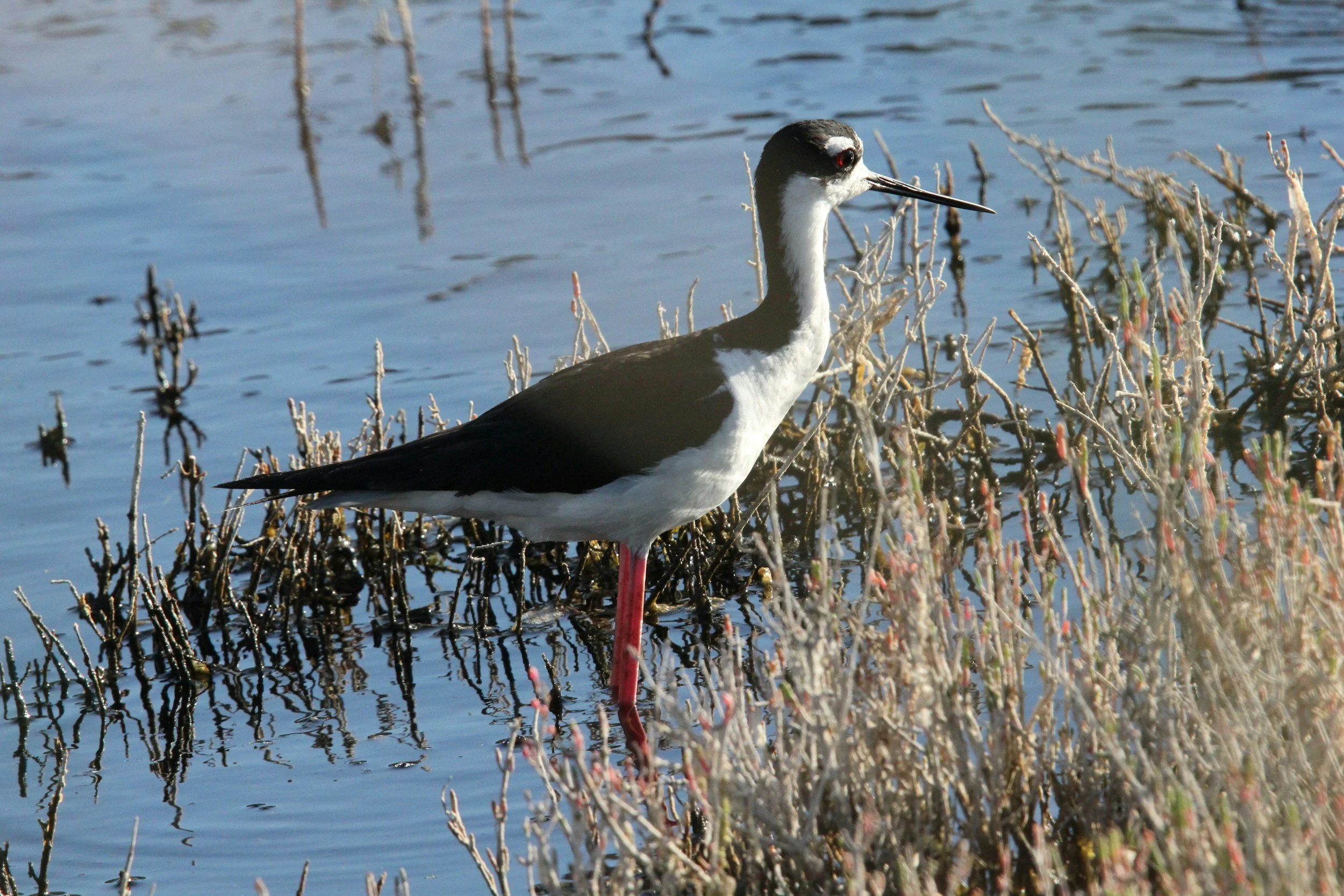 Malheur NWR Field Trip Report