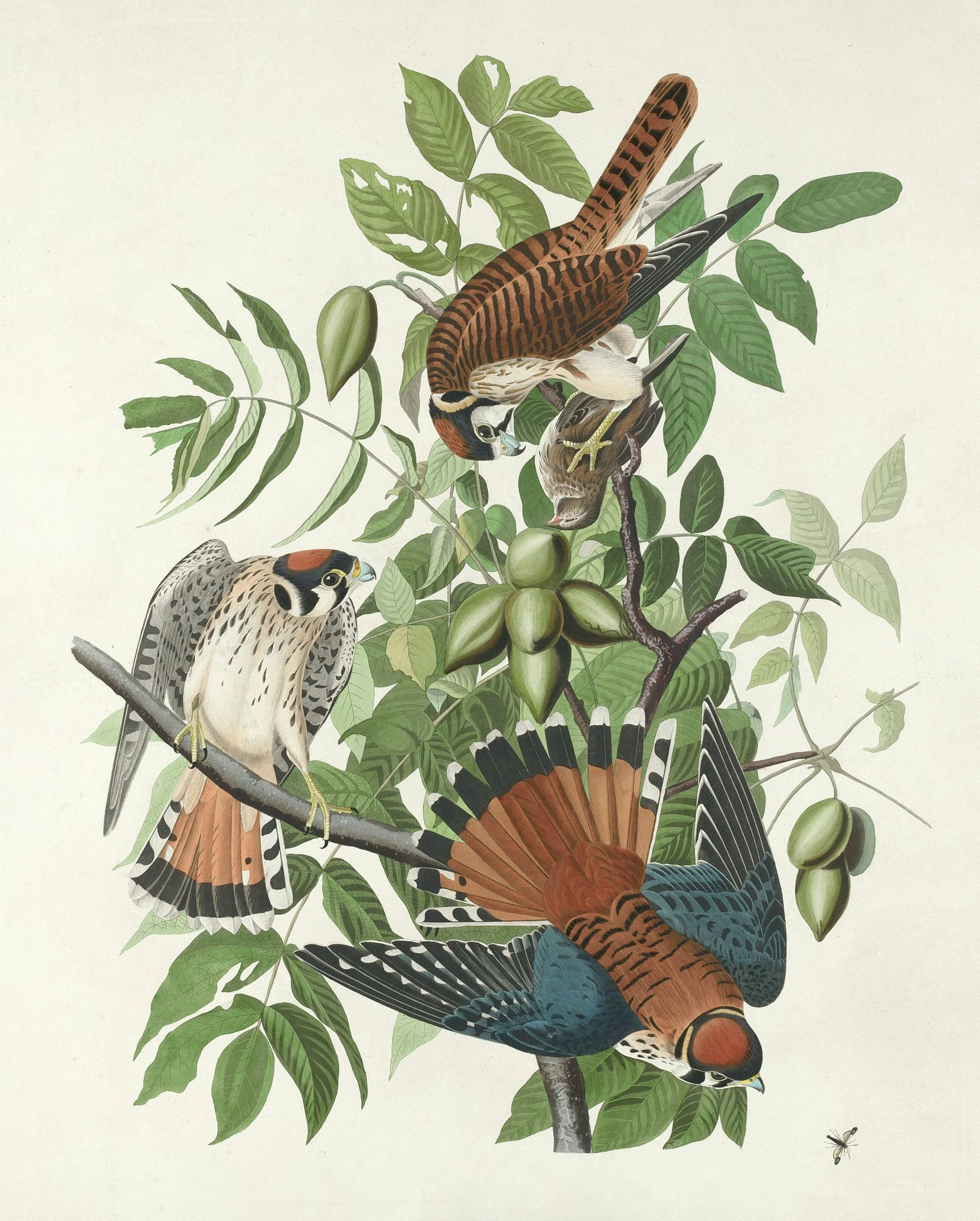 Birds of North America Archival Collection at the Wallace Carnegie Public Library