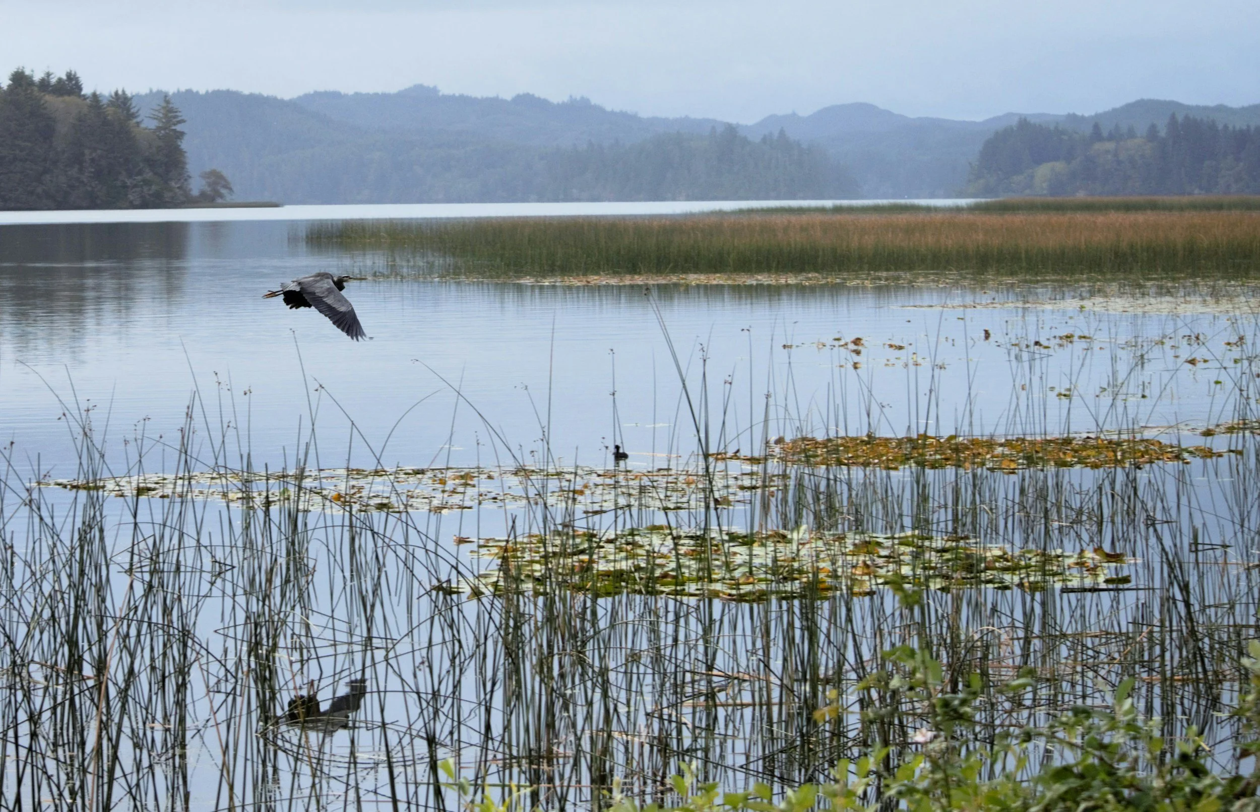 Mica Bay Survey