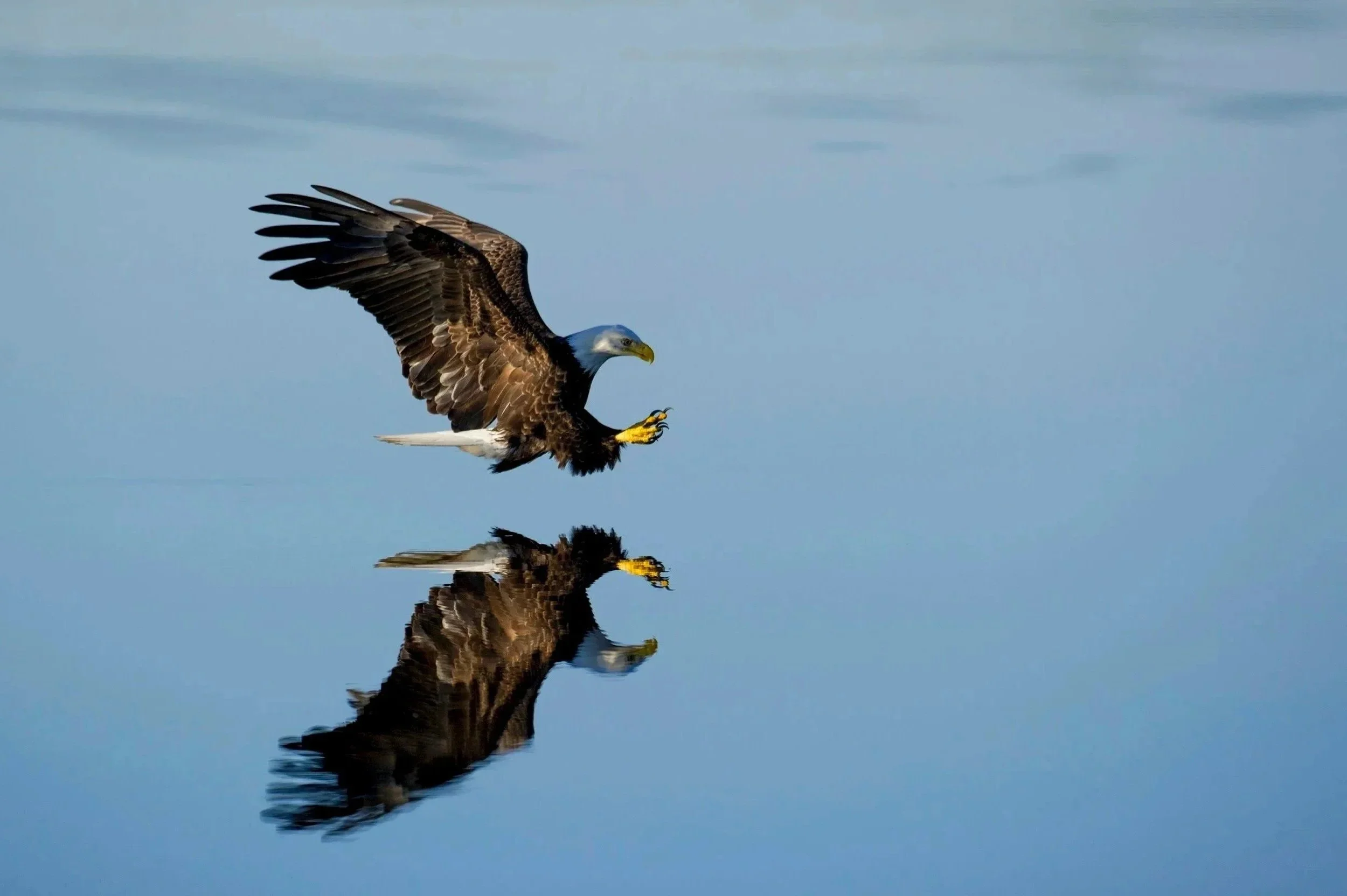 Eagle-Watching Cruise on Lake Coeur d’Alene
