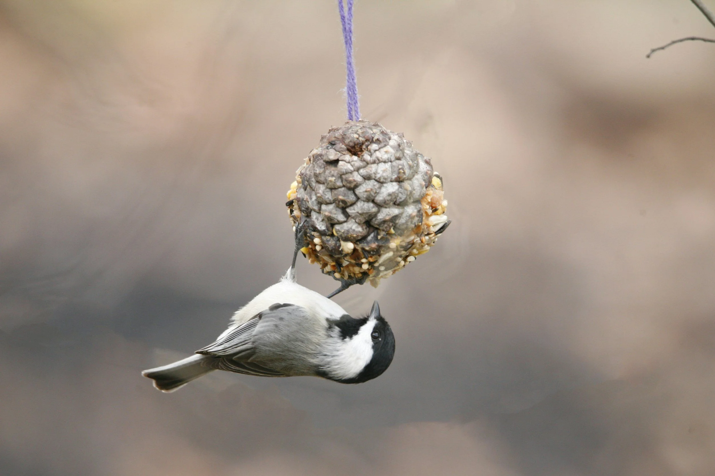 Pinecone Bird Feeders