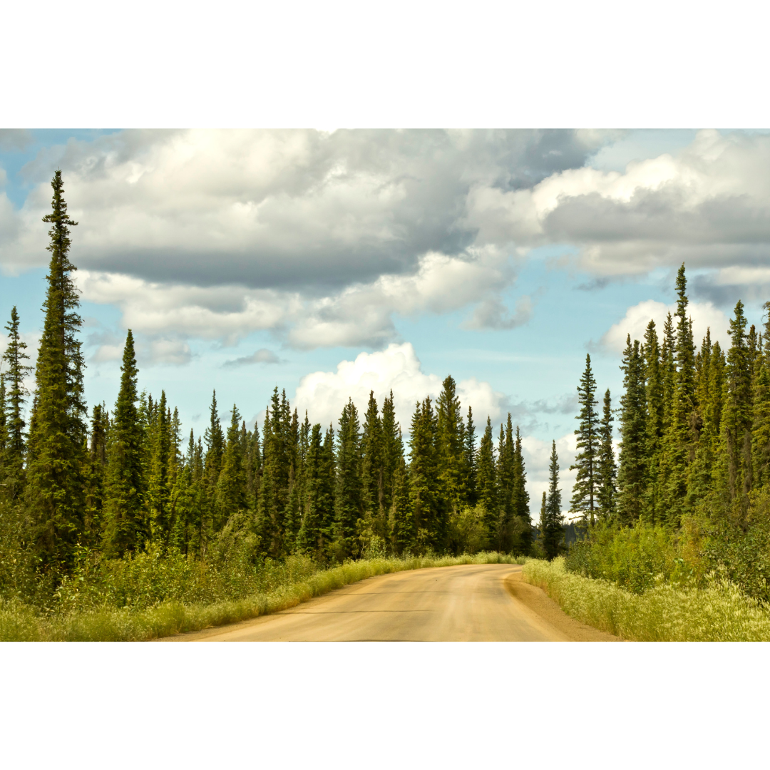 Screaming Eagle Archery