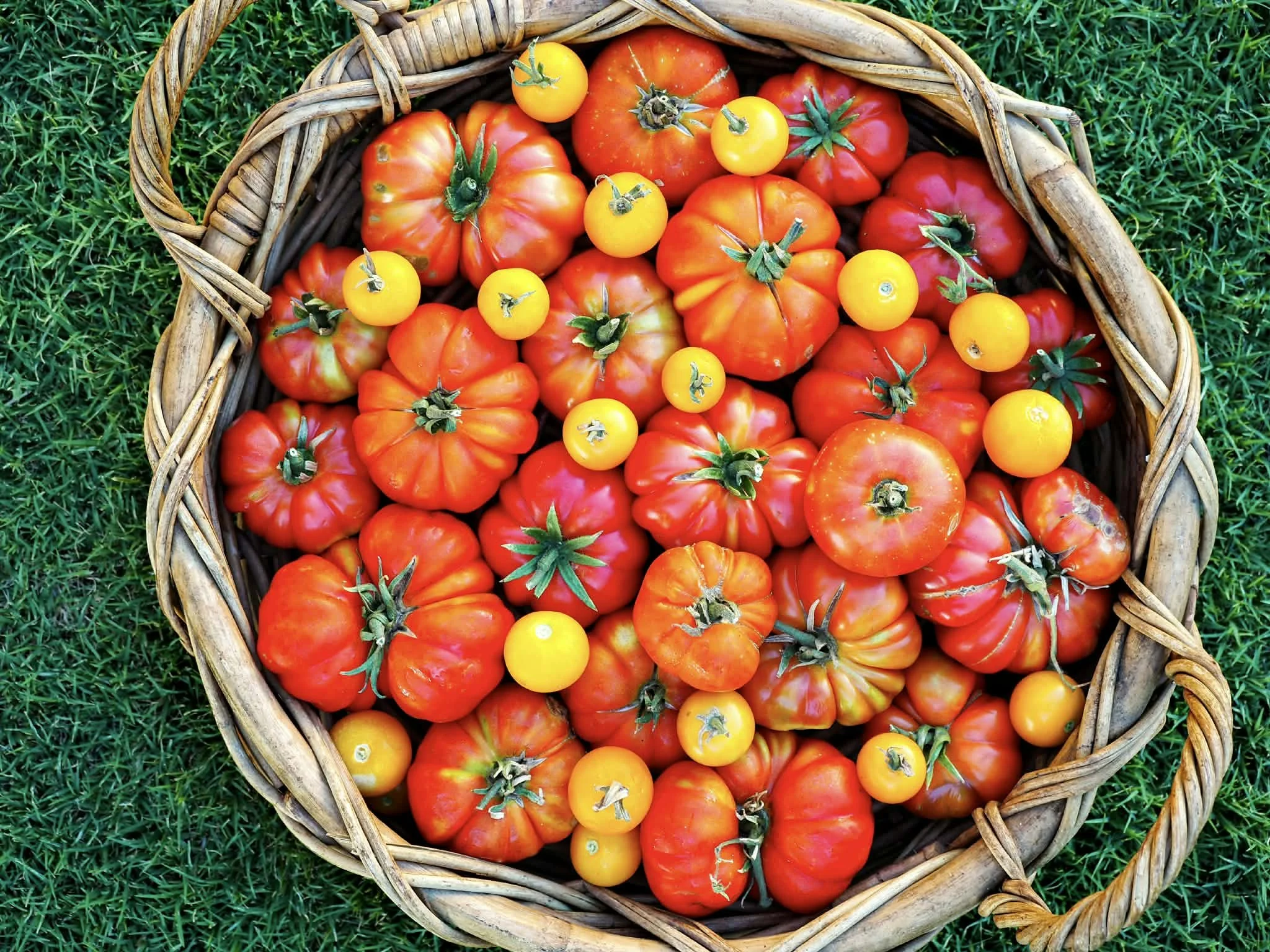 Learn to Preserve: Tomatoes