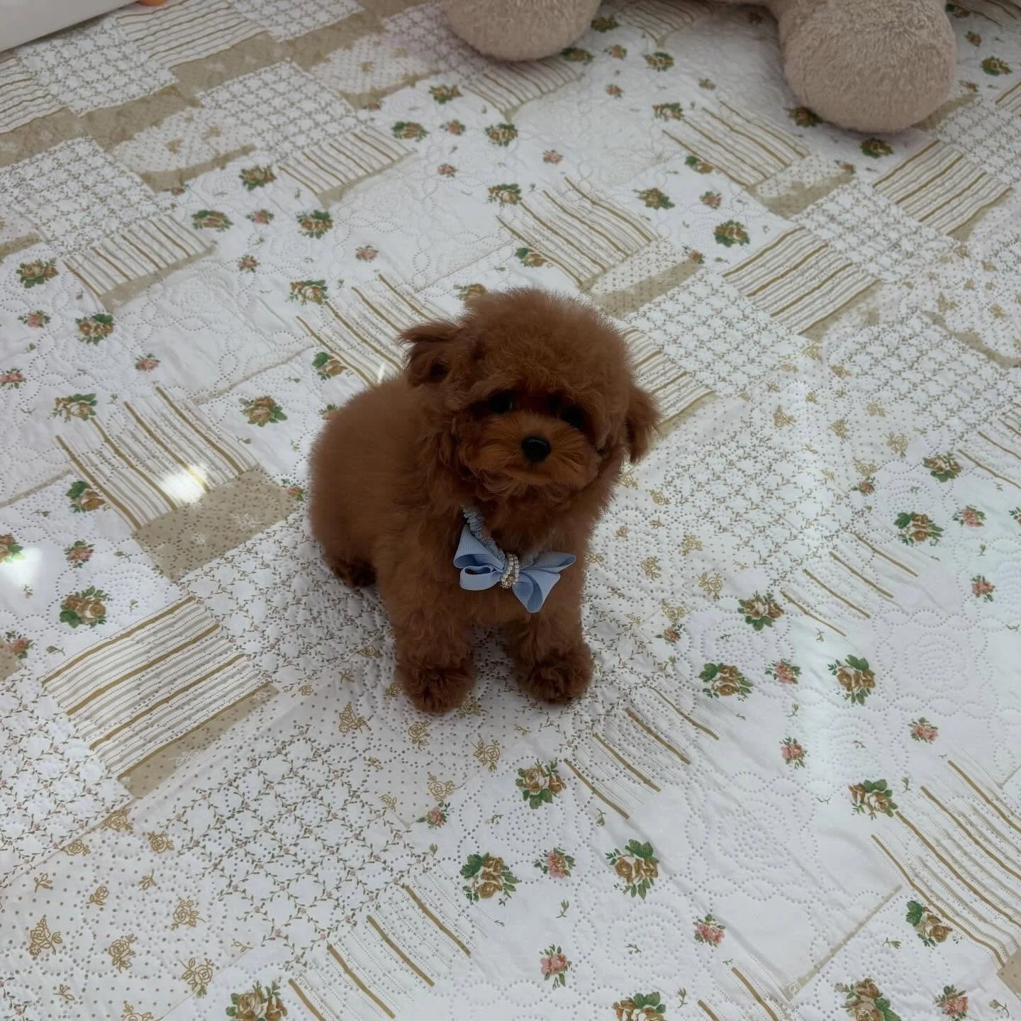 Poodle puppies near me