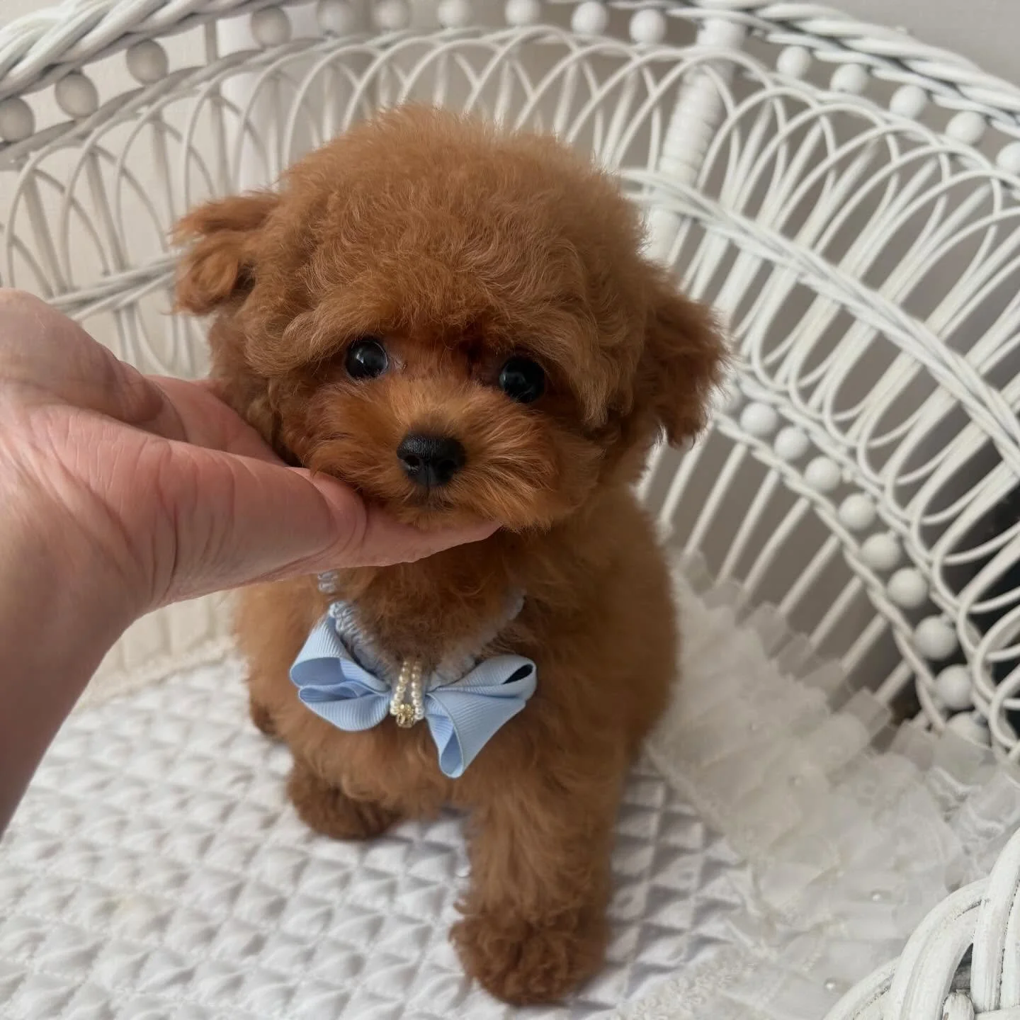 Poodle puppy