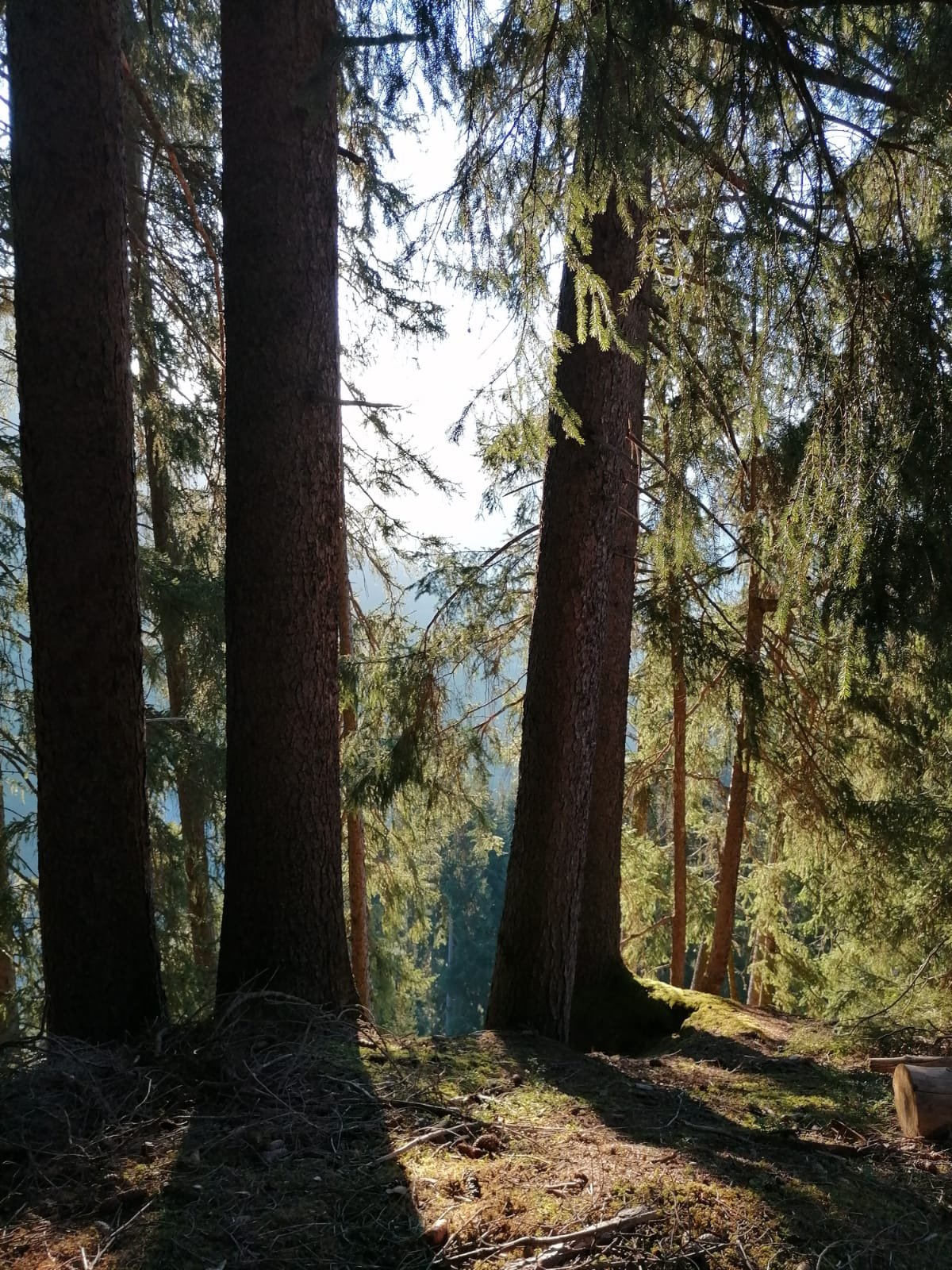 Zalmoas-Tour_4_©Martin_Scherl.jpeg