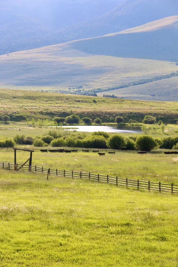 cattle-and-pond-grizzly-creek-ranch-retreat.webp