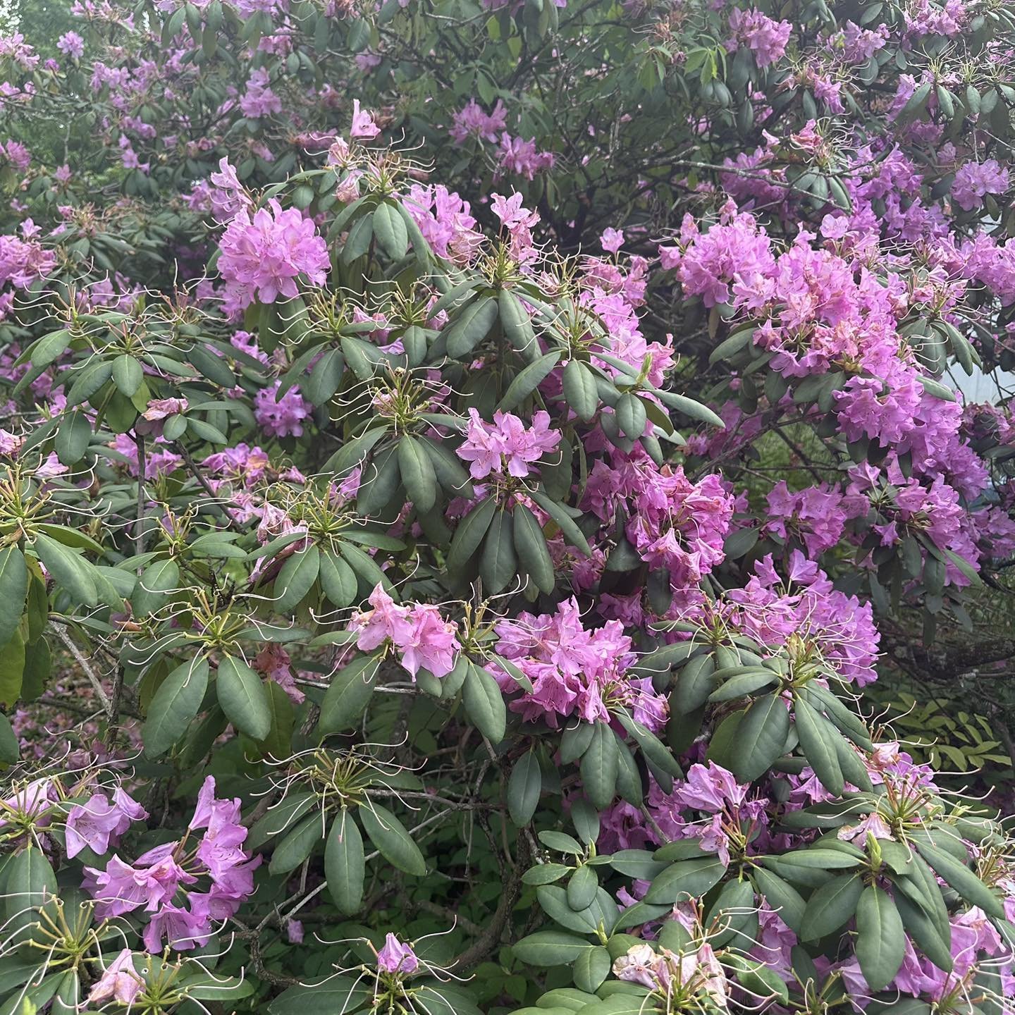 The Rhododendrons are blooming!  #farm #farmlife #flowers #flowerstagram #flowersofinstagram #spring