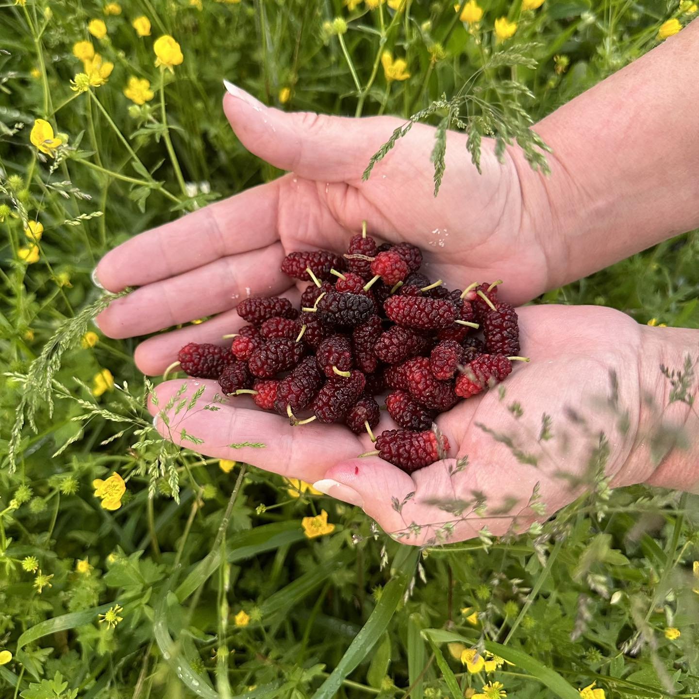 It&rsquo;s Mulberry season! Our estimate is that our largest mulberry tree on the farm is 50+ years or older! Boy this fruit sure is beautiful and delicious. 🤤 #fruittrees #farmlife #mulberry