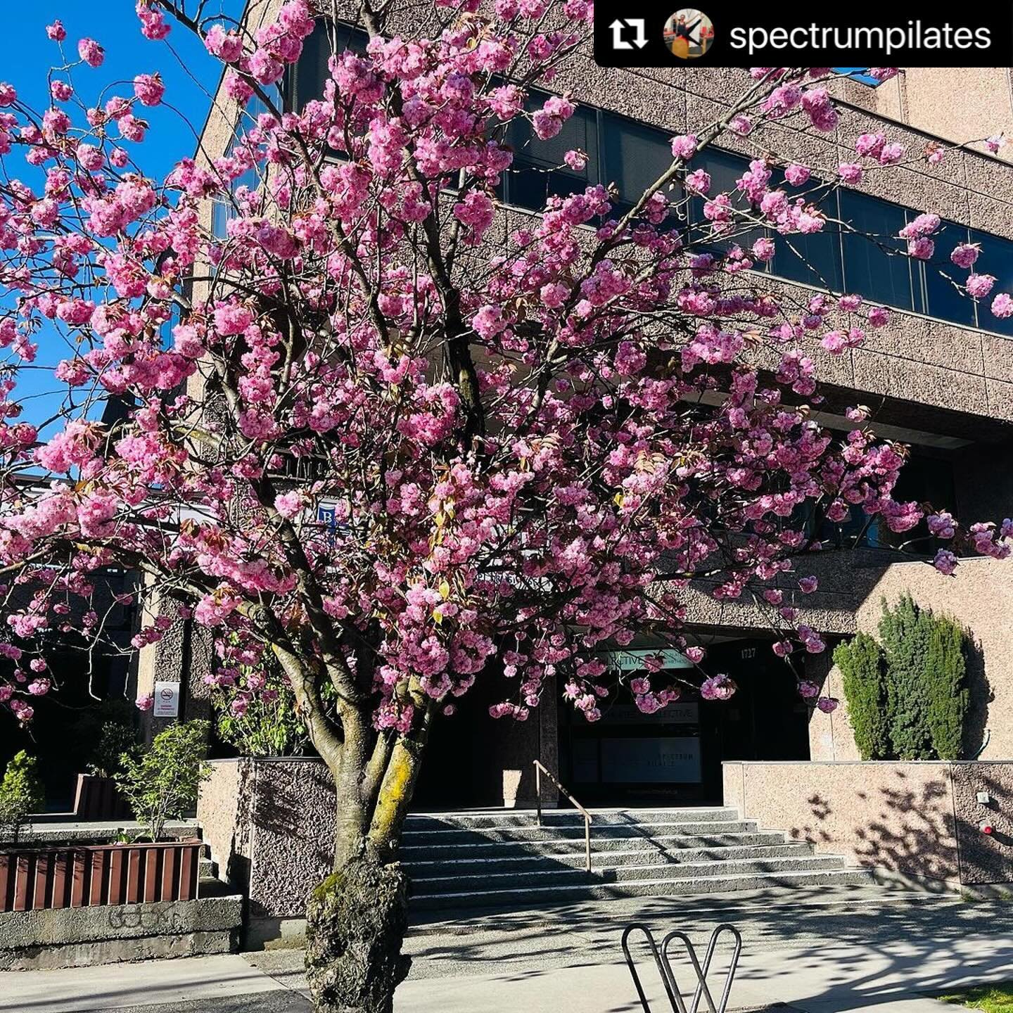 #Repost @spectrumpilates with @use.repost
・・・
The tree outside the studio is in peak bloom 😍🌸