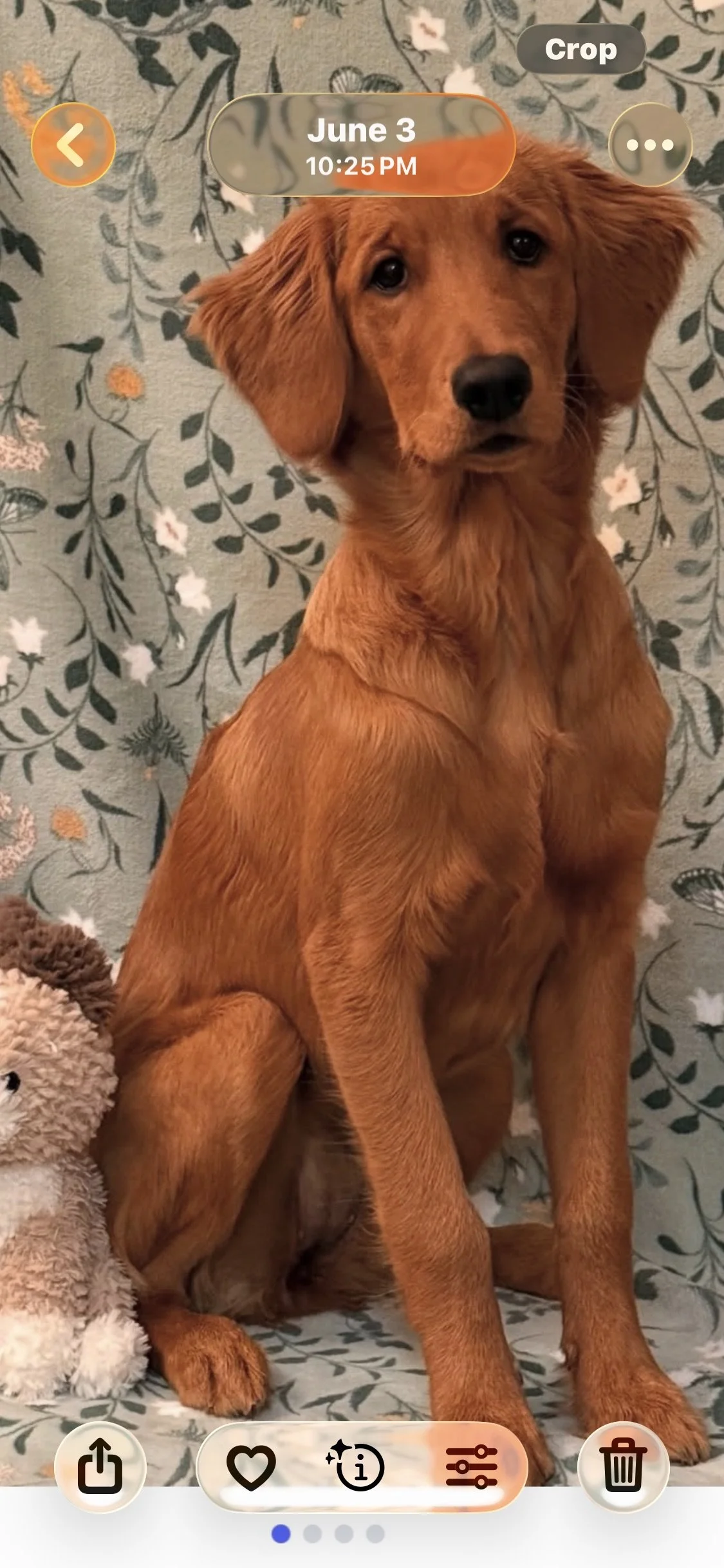 A young brown dog with floppy ears sitting on a floral patterned fabric background, looking at the camera.