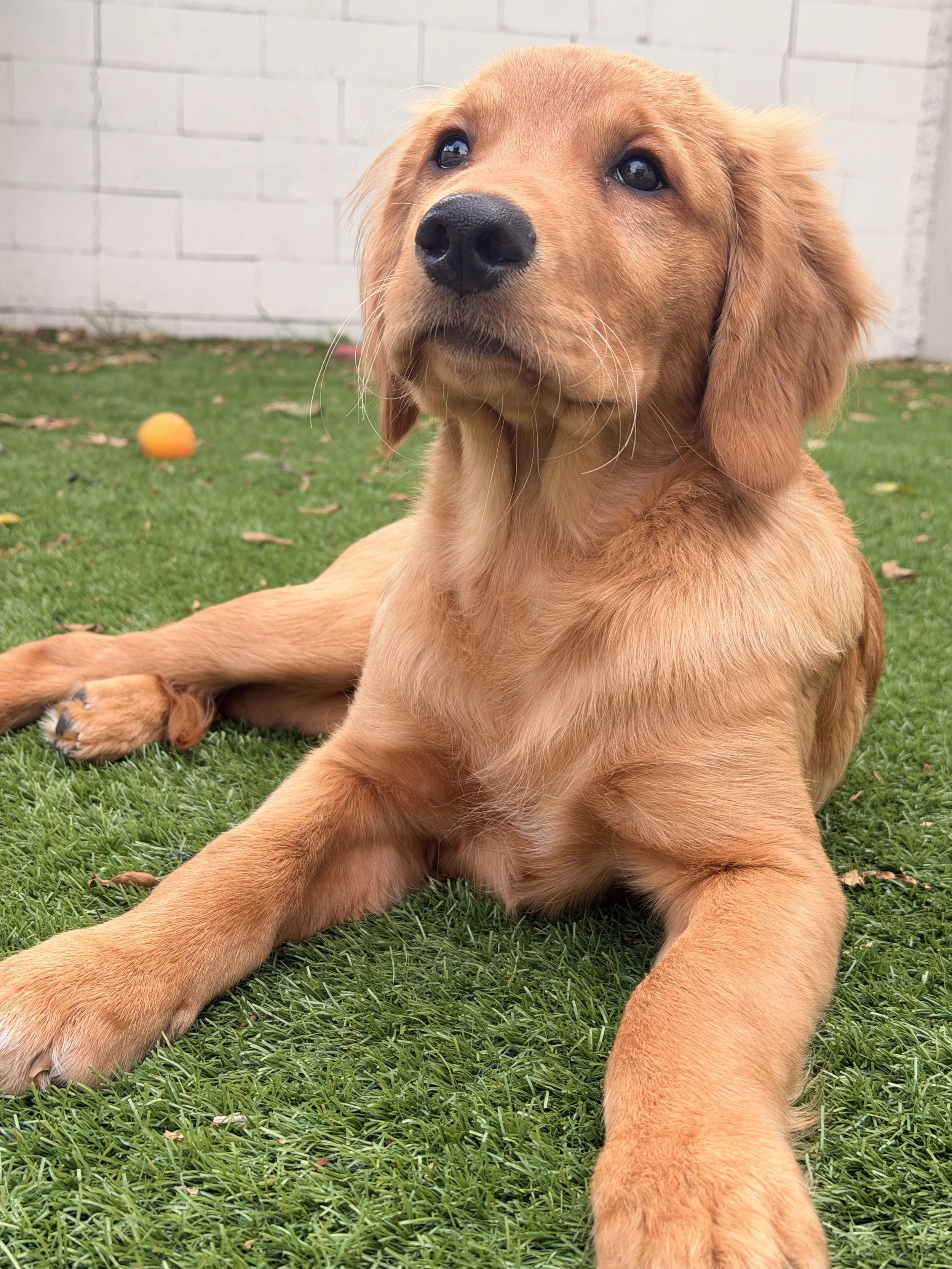 A golden retriever puppy lying on green grass in a backyard. There is a small orange ball behind it and a white brick wall in the background.