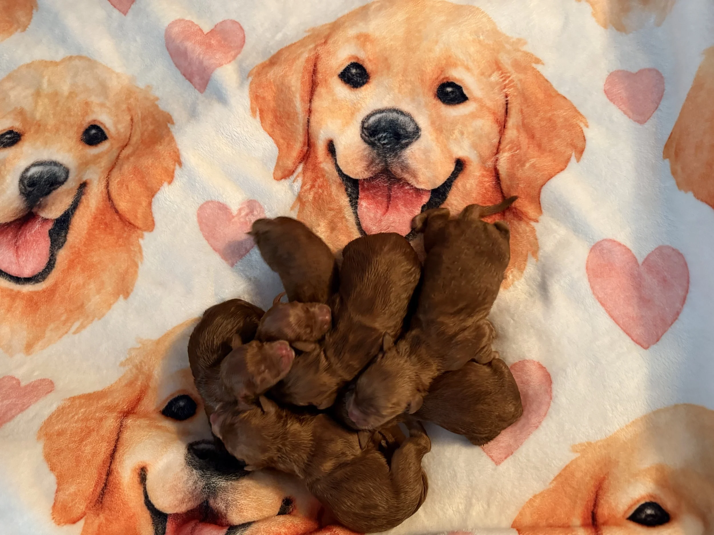 Multiple brown puppies gather on a blanket featuring smiling golden retriever faces with pink hearts.