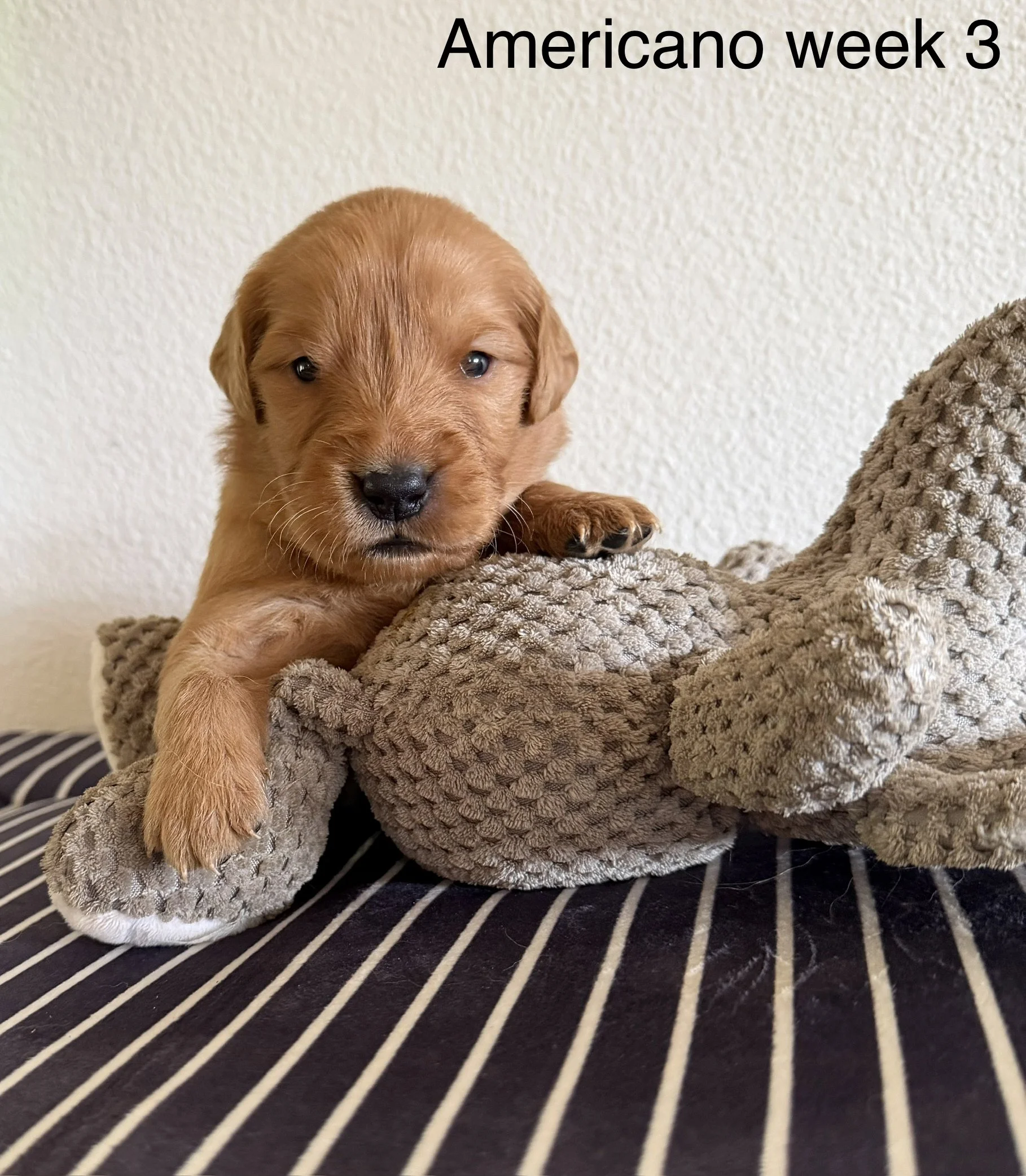A close-up of a small brown puppy lying on a plush, textured blanket with a white textured wall in the background. The top right corner has the text 'Americano week 3'.