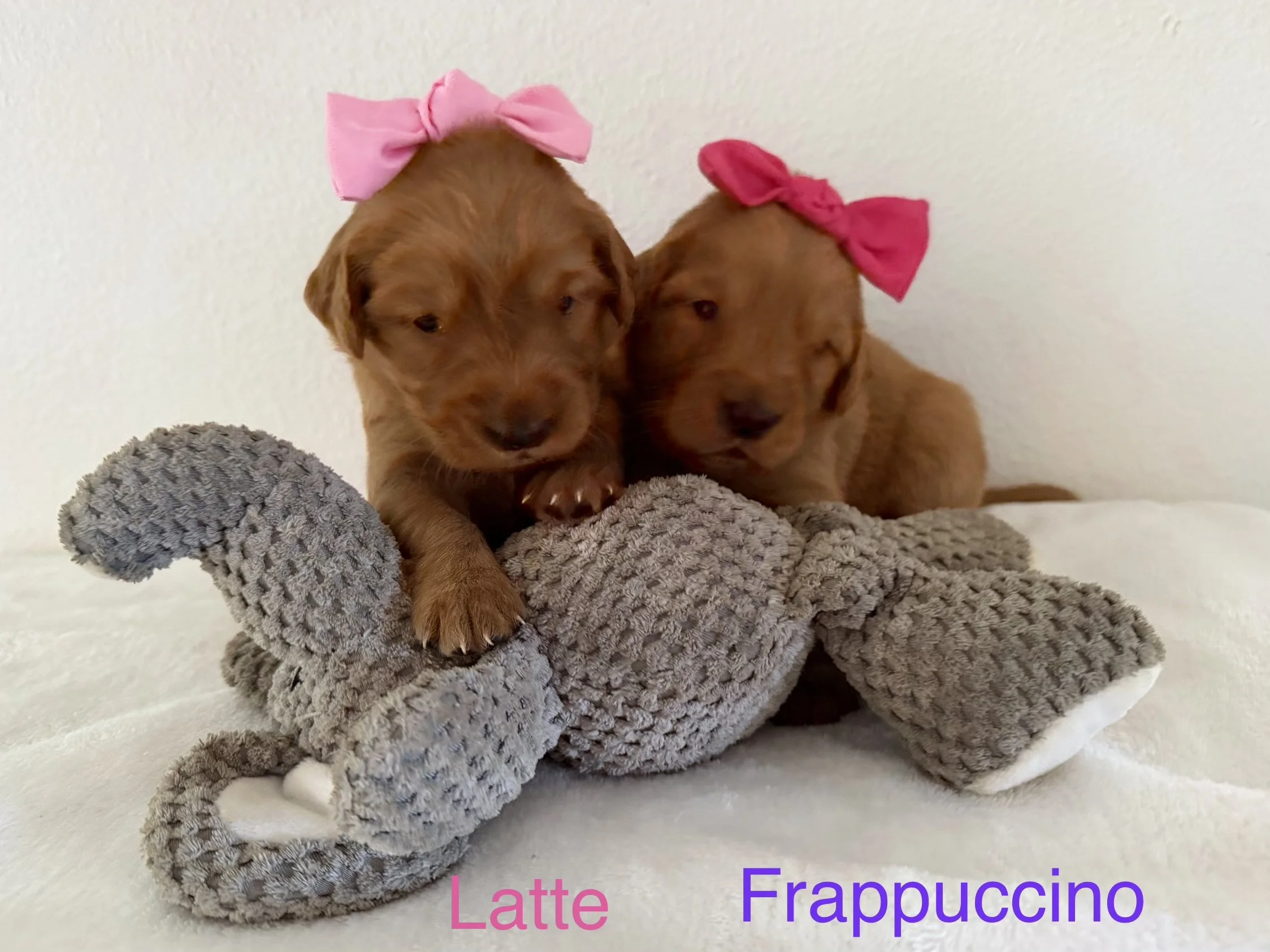 Two brown puppies wearing pink and red bows on their heads, sitting on a plush gray blanket. The text 'Latte Frappuccino' is partially visible at the bottom of the image.