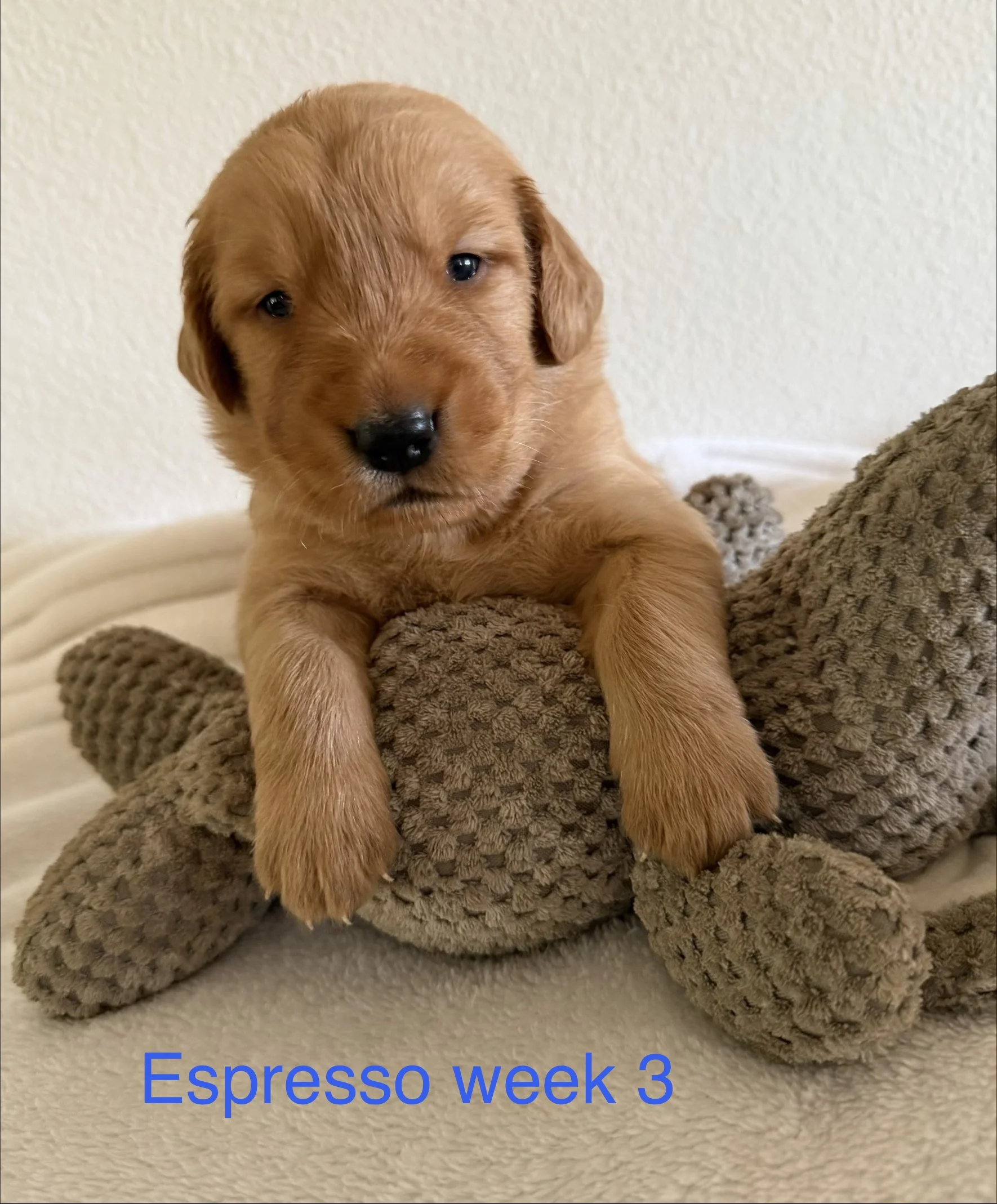 A brown puppy laying on a beige plush blanket with a beige wall in the background. Text overlay says 'Espresso week 3' in blue letters.