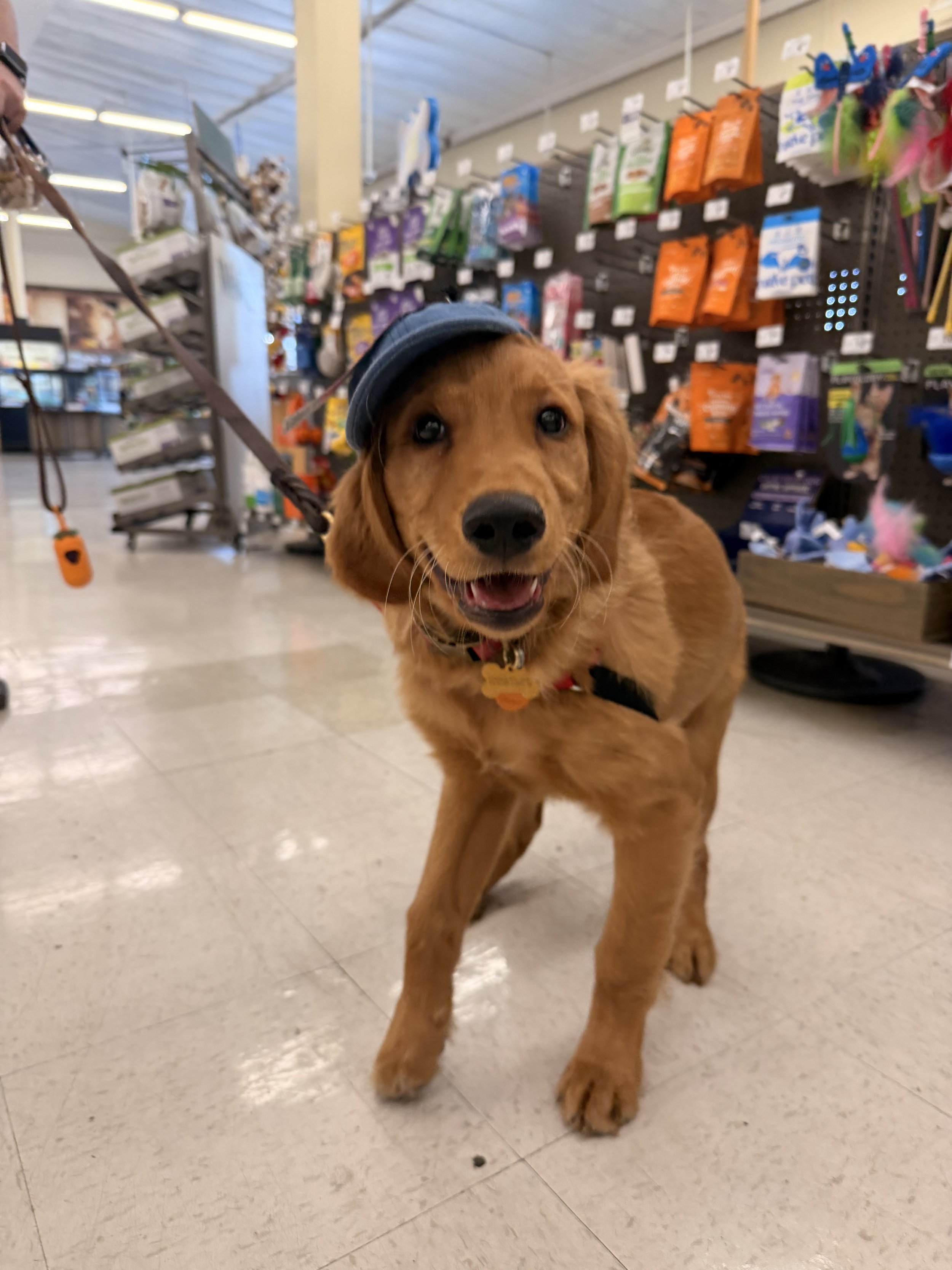 A happy golden retriever puppy wearing a small denim cap standing in a pet store aisle with colorful pet supplies on the shelves.