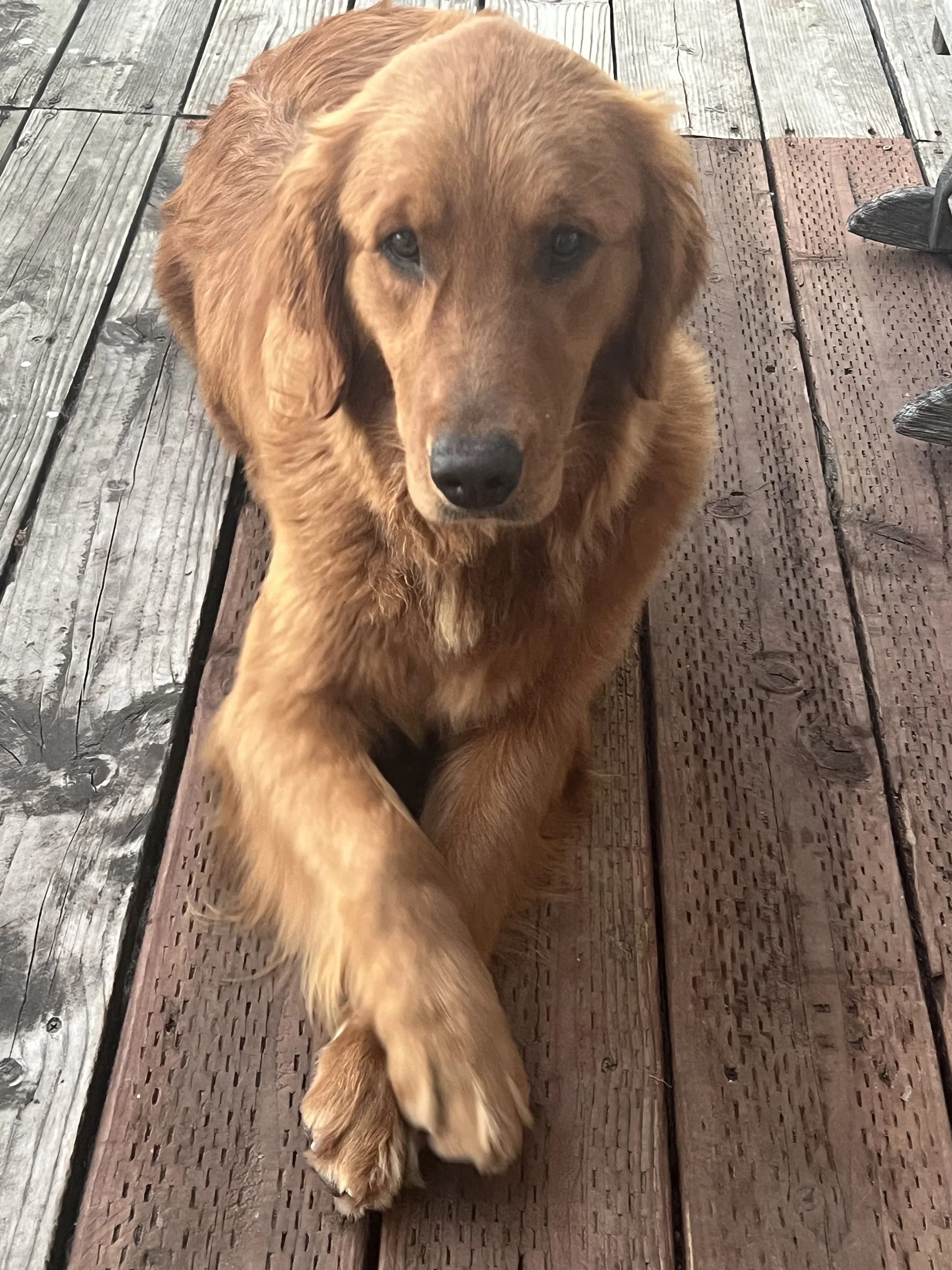 A golden retriever puppy lying on a wooden deck, looking up at the camera.