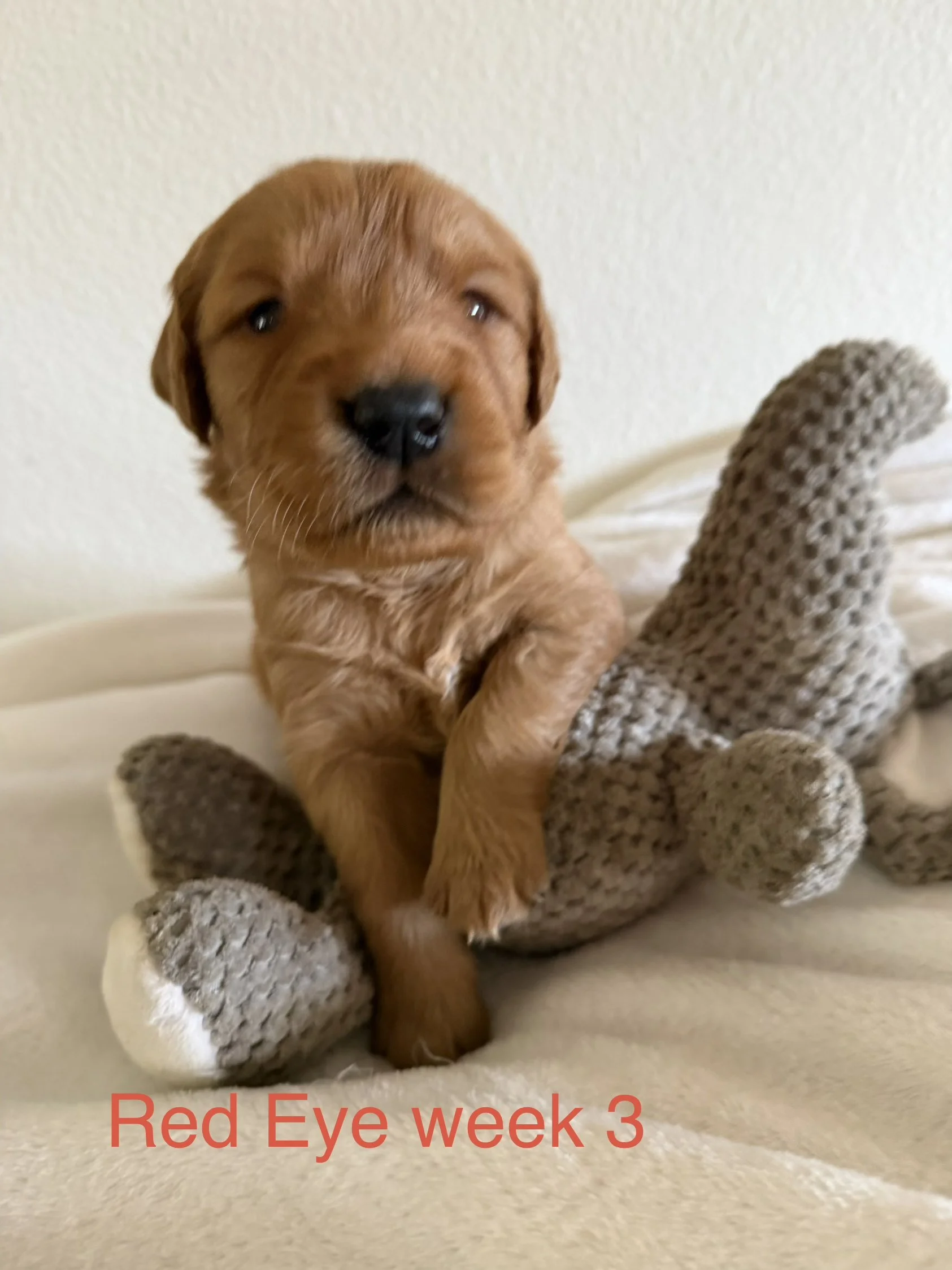 Close-up image of a tiny, adorable, brown puppy with a black nose, sitting on a soft white surface, near a plush gray toy. The puppy appears young, at week 3 of age, with a gentle expression and soft fur.