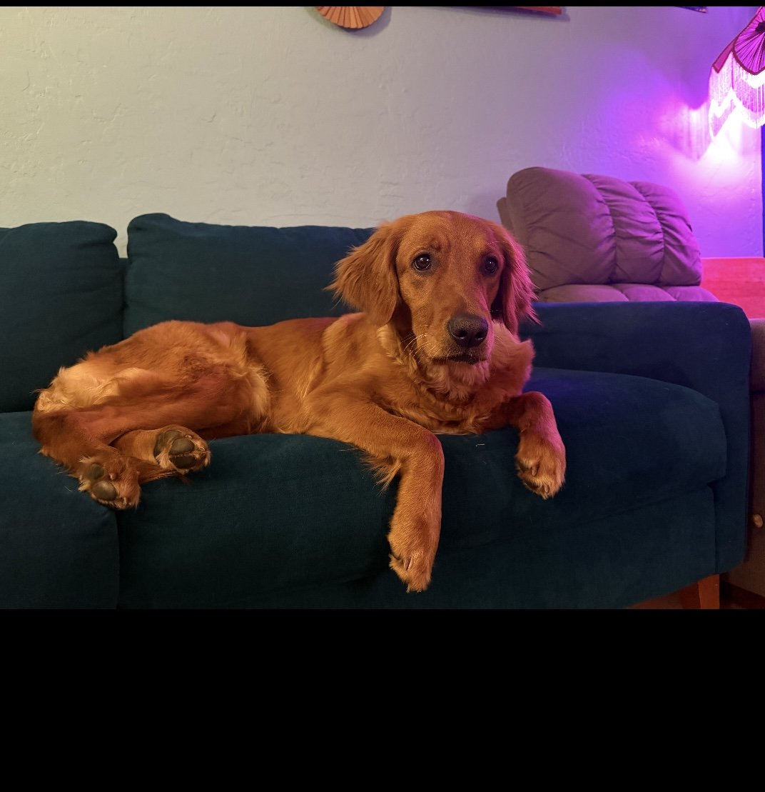 A golden retriever mix dog lying on a dark green couch, looking at the camera, with a gray cushion and a purple-lit lamp in the background.