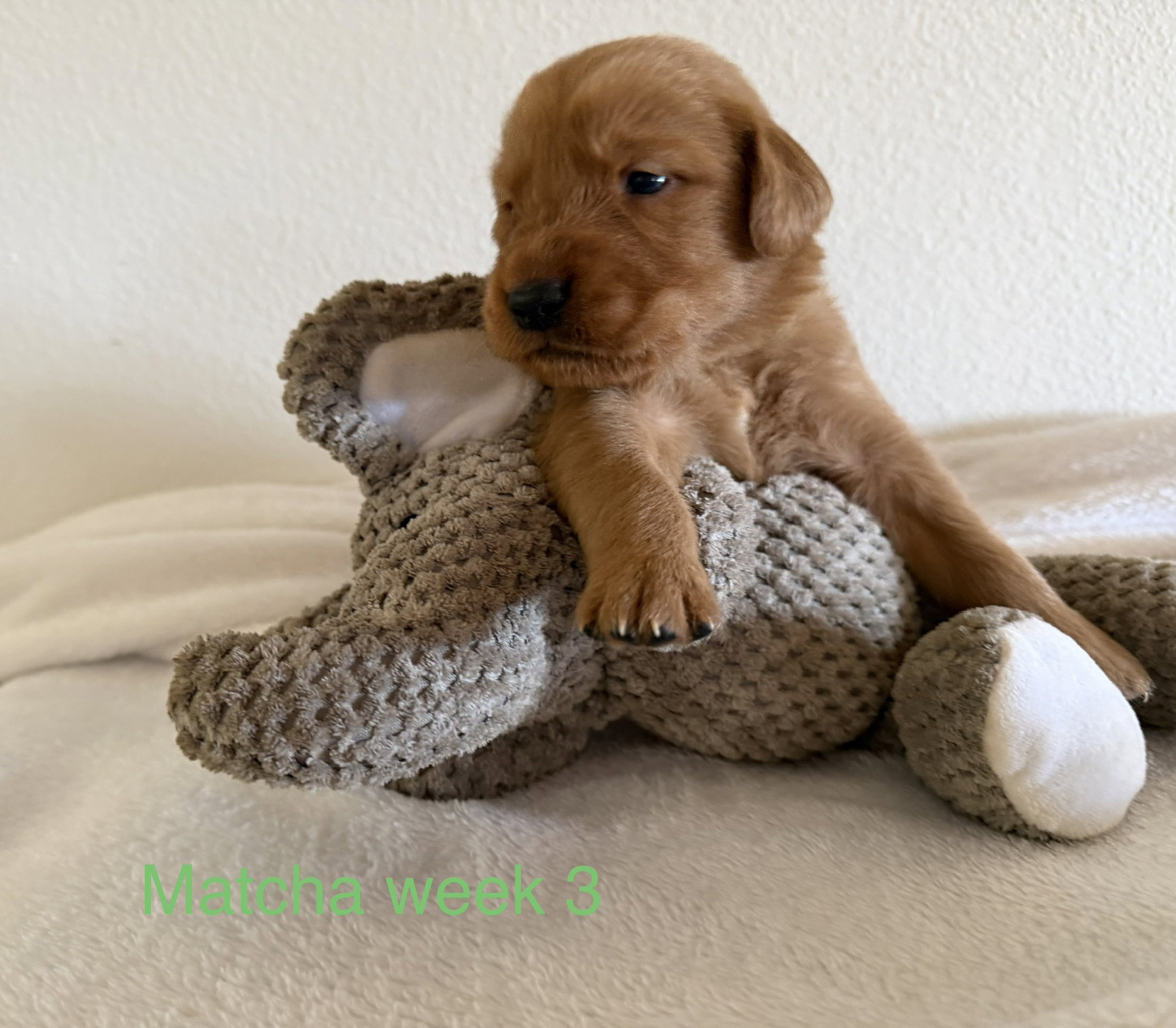 A brown puppy resting on a soft, plush pet bed. The background features a plain, light-colored wall. Text at the bottom reads 'Matcha week 3' in light green.