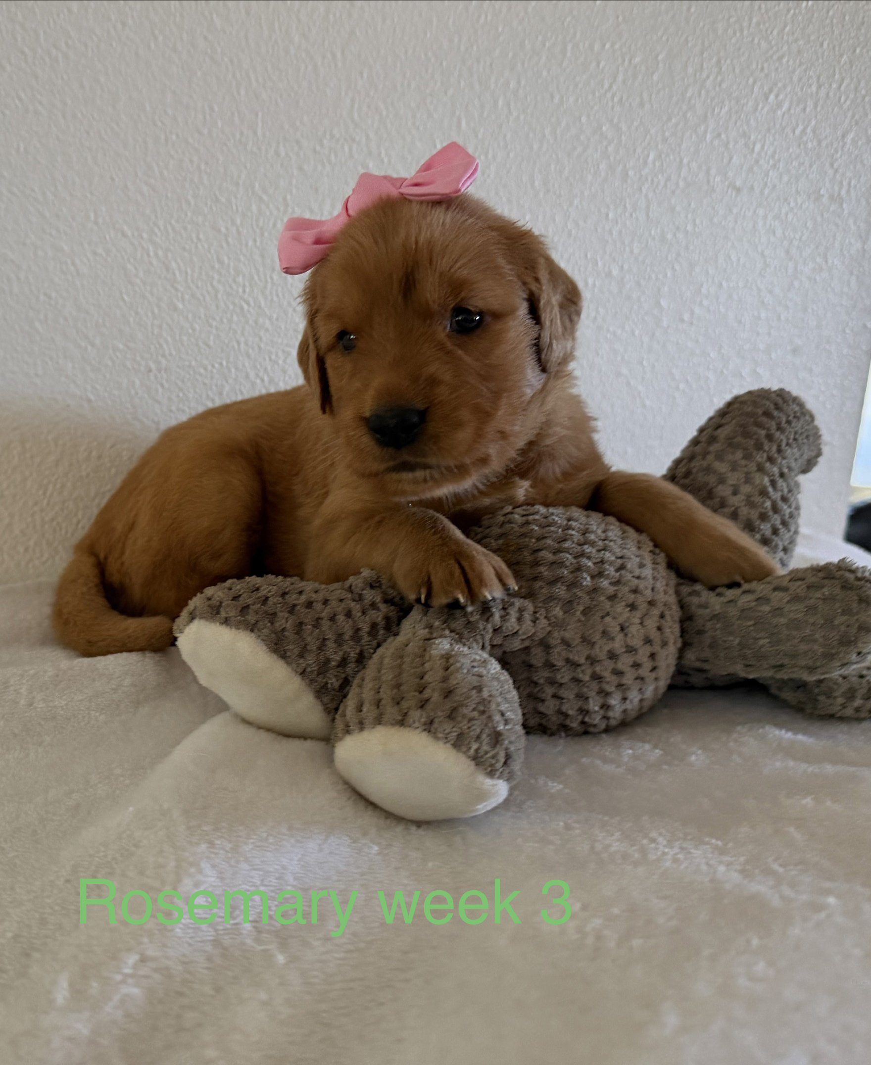 A brown puppy with a pink bow on its head, lying on a soft, brown and white blanket, against a plain, light-colored wall. Text at the bottom says 'Rosemary week 3' in green.
