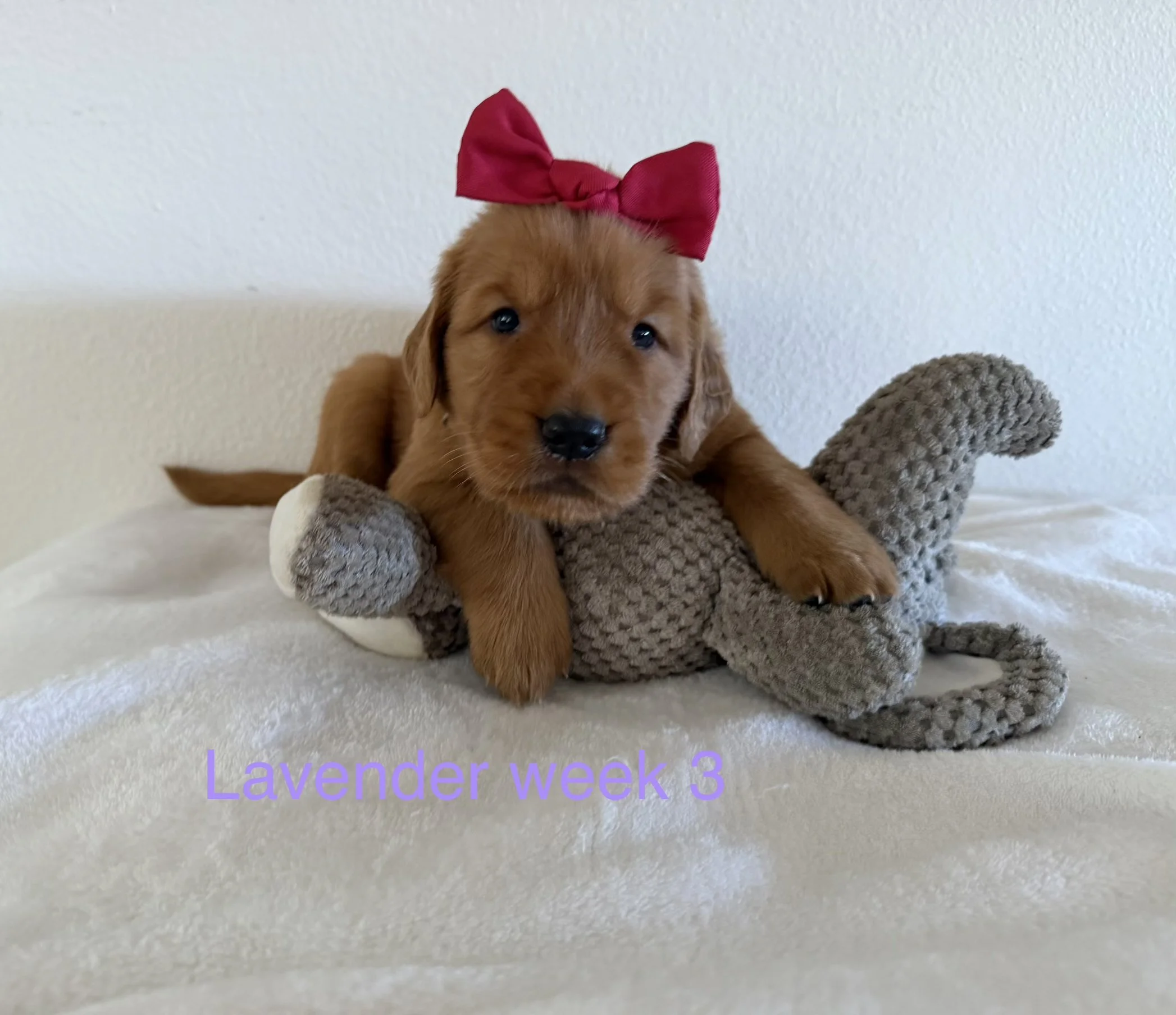 A brown puppy with a red bow on its head, lying on a plush gray stuffed animal on a white surface against a plain white background. The text "Lavender week 3" is overlaid in purple at the bottom of the image.