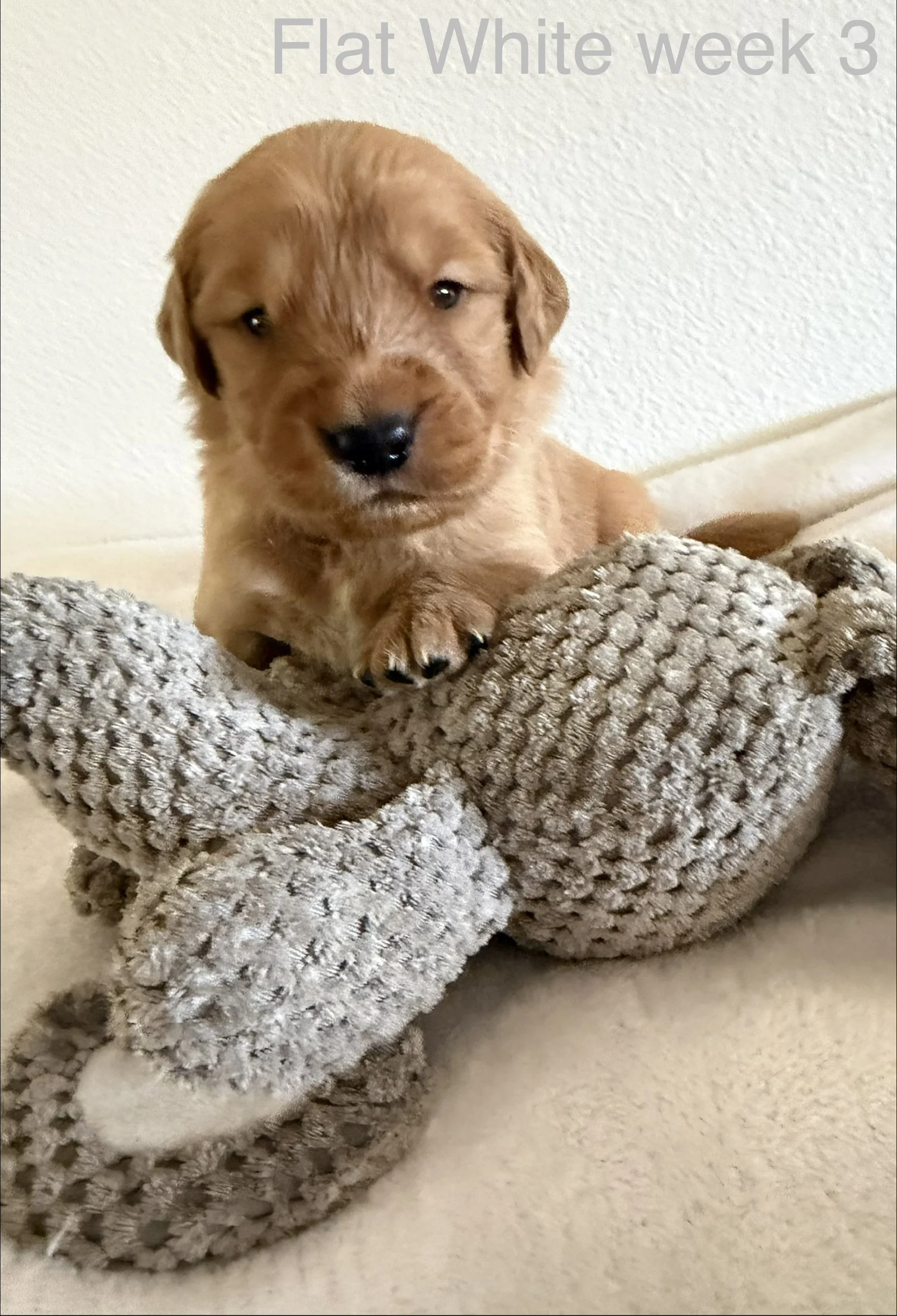 A small golden retriever puppy sitting on a plush, gray, textured blanket with a white wall in the background.