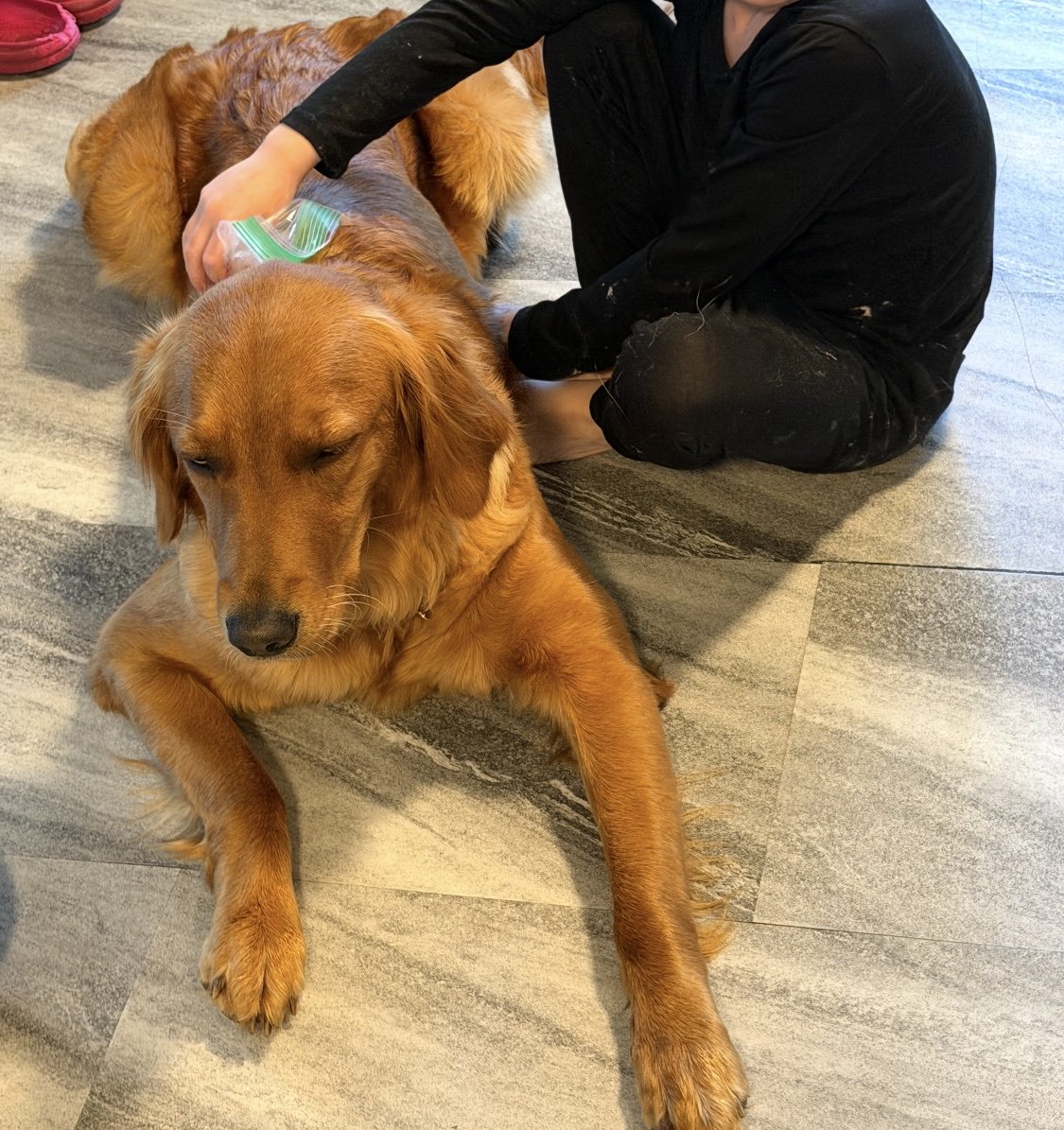 Person giving a vaccine shot to a golden retriever lying on the floor.