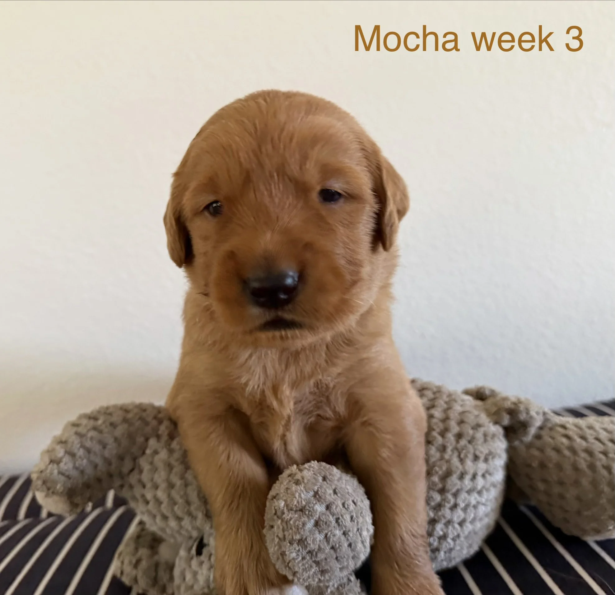 A brown puppy sitting on a beige shaggy rug in front of a white wall, with the text 'Mocha week 3' in the upper right corner.