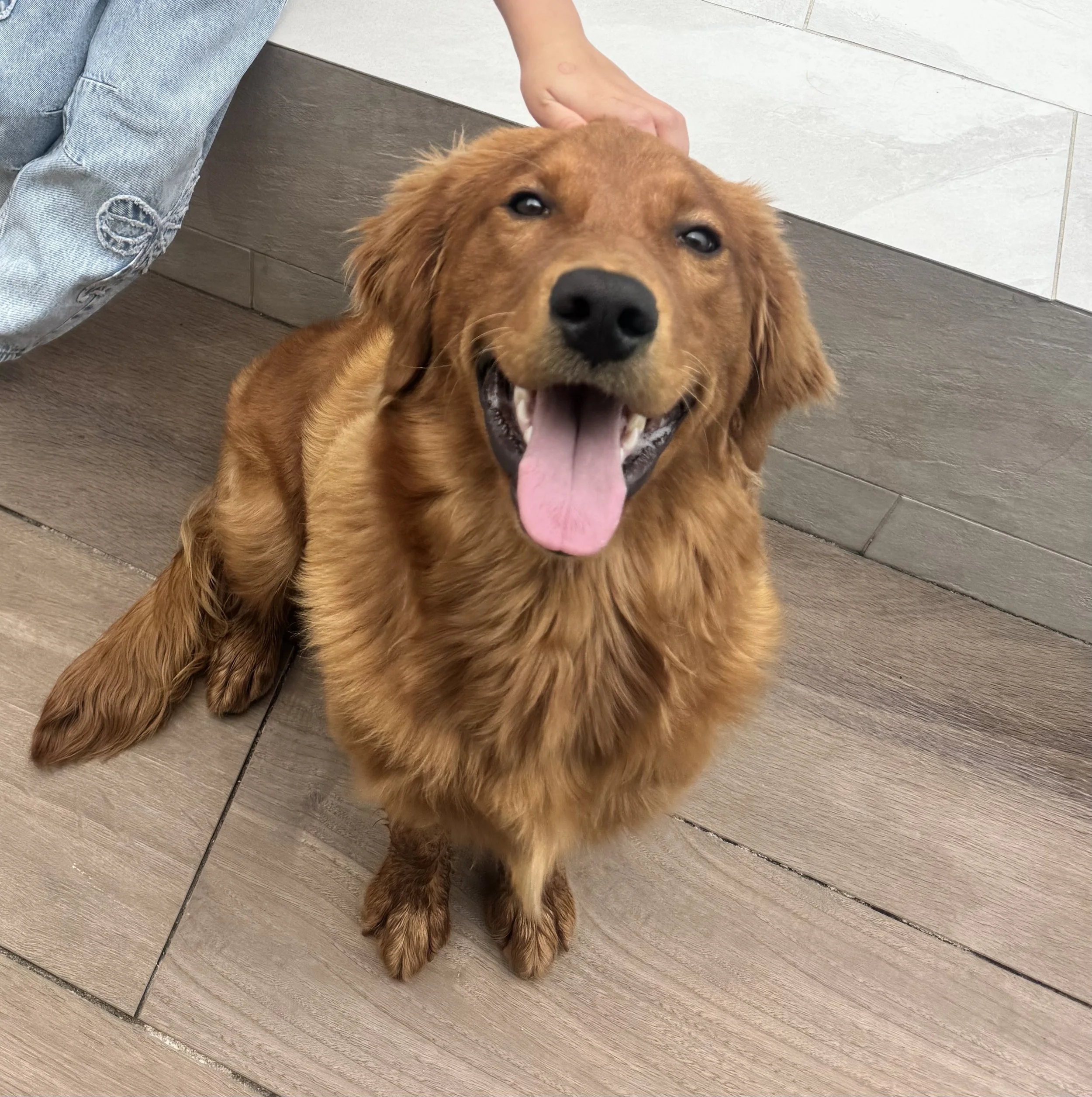 A golden retriever dog sitting on a wooden floor with a person petting its head.