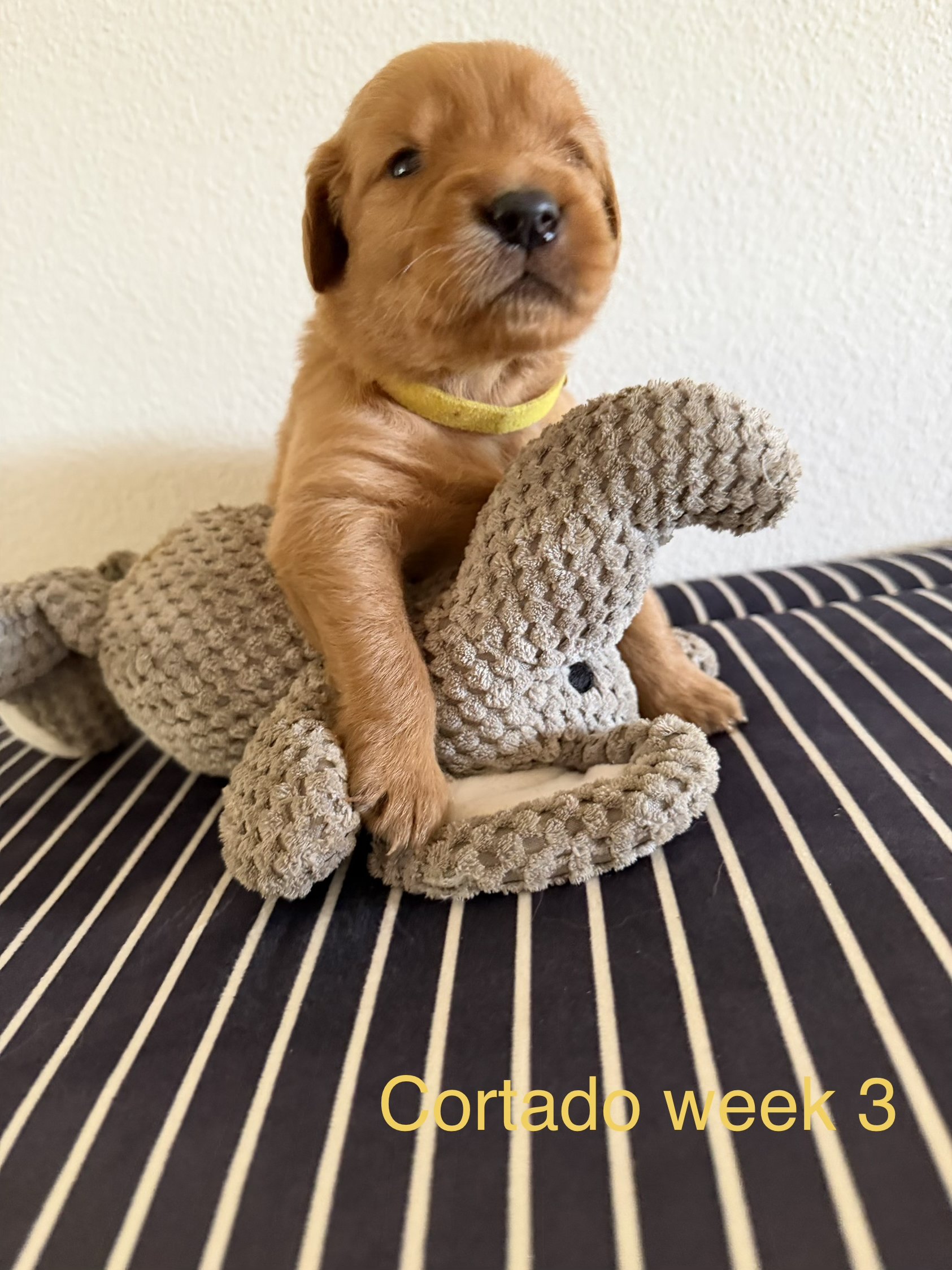Young brown puppy sitting on a black and white striped surface, holding a plush elephant toy, with the text 'Cortado week 3' at the bottom.