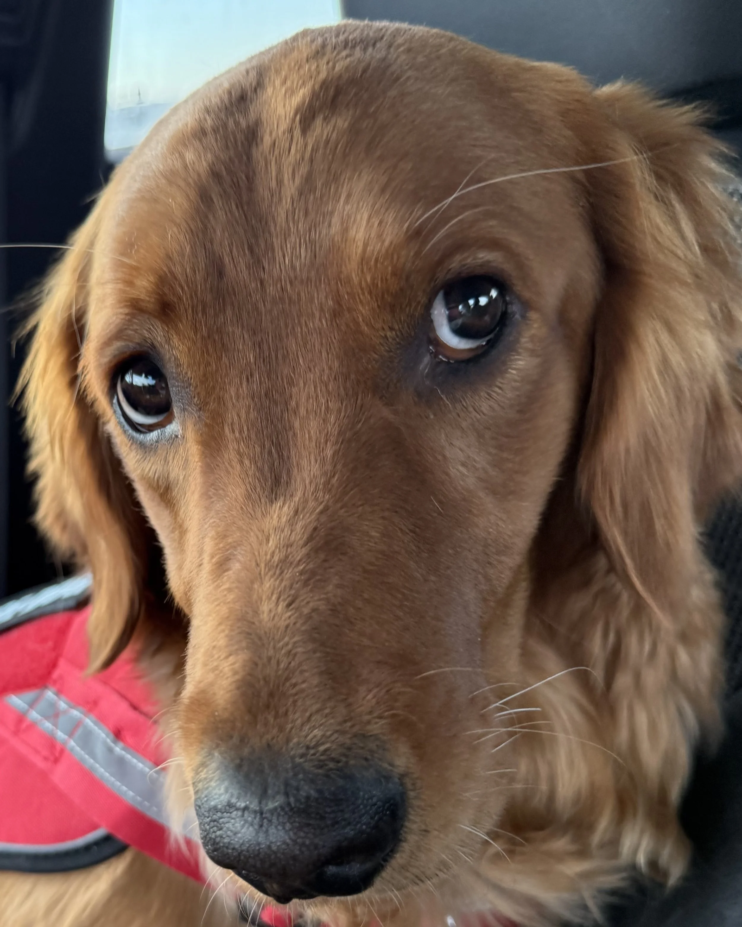 Close-up of a dog's face, showing brown fur, dark eyes, and black nose, with a red harness visible on the dog's collar.