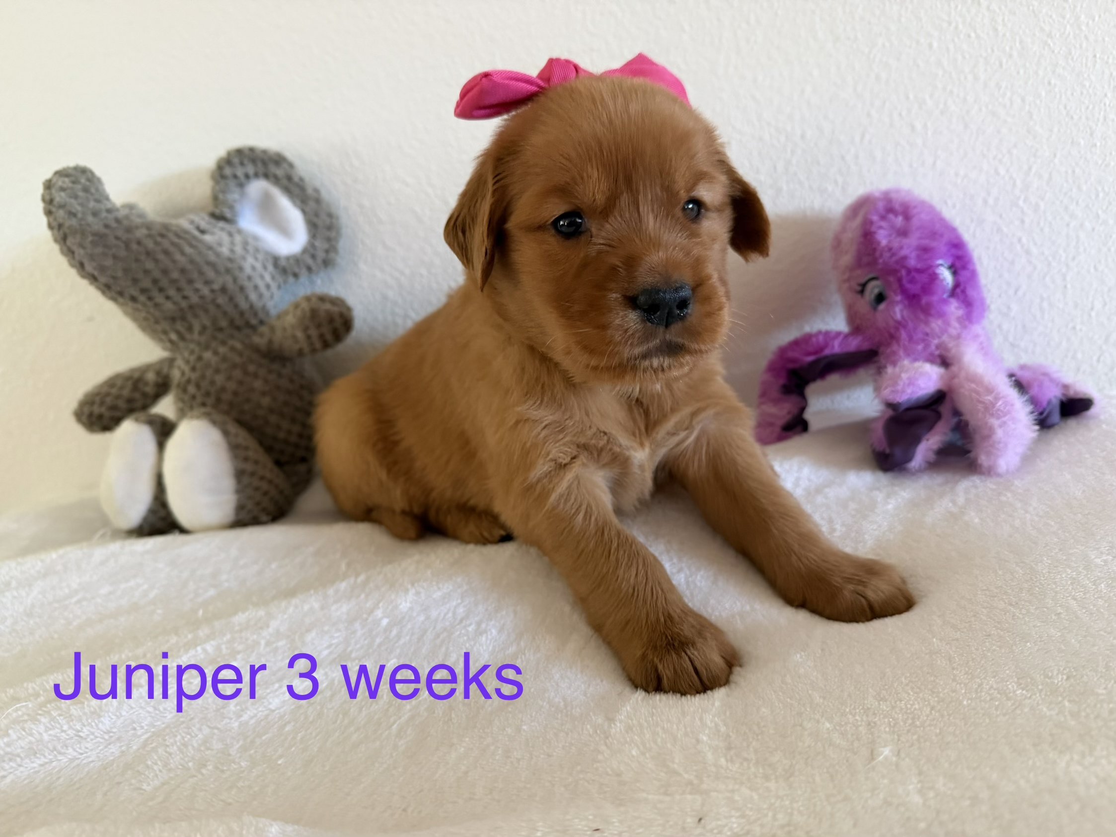 A 3-week-old puppy named Juniper sitting on a white surface surrounded by stuffed animals, including a grey reindeer and a pink dinosaur, with a pink bow on its head.