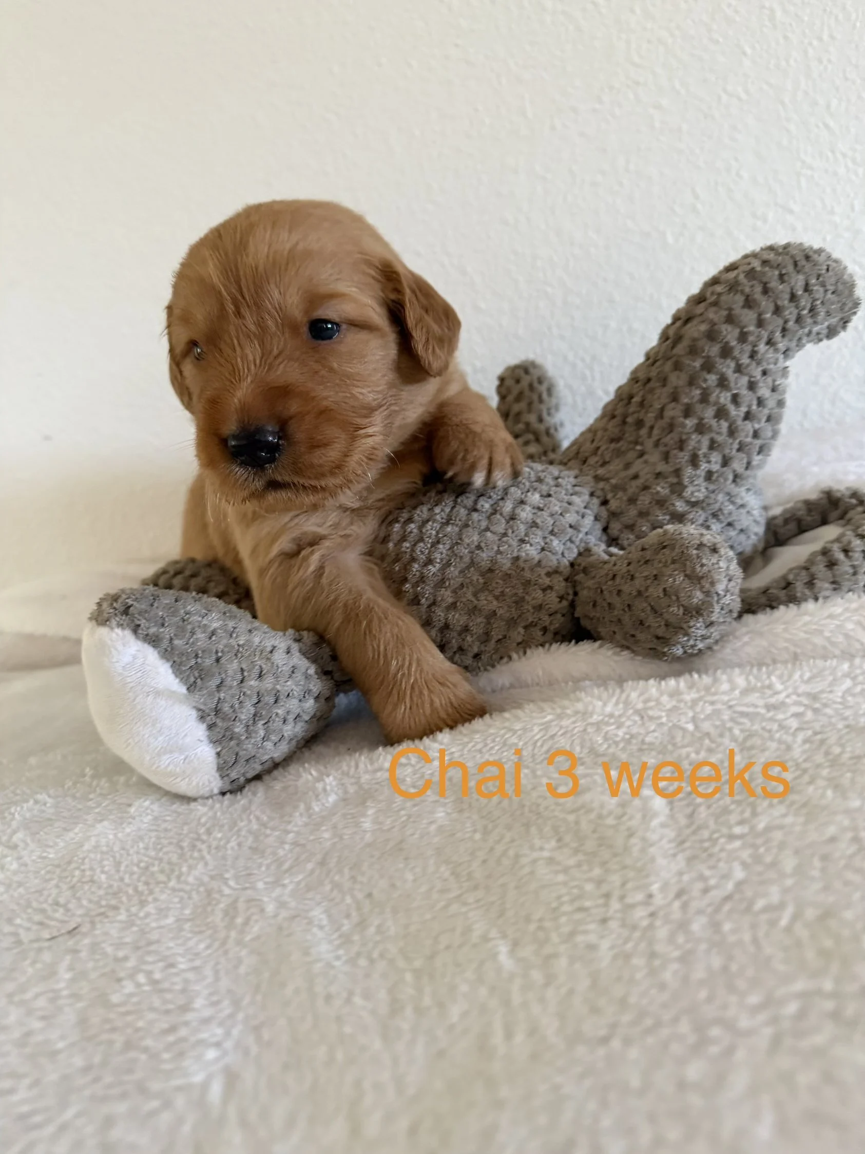 A photo of a small brown puppy named Chai, three weeks old, lying on a soft blanket with a plush toy. The puppy has a tiny black nose and eyes that are just beginning to open.