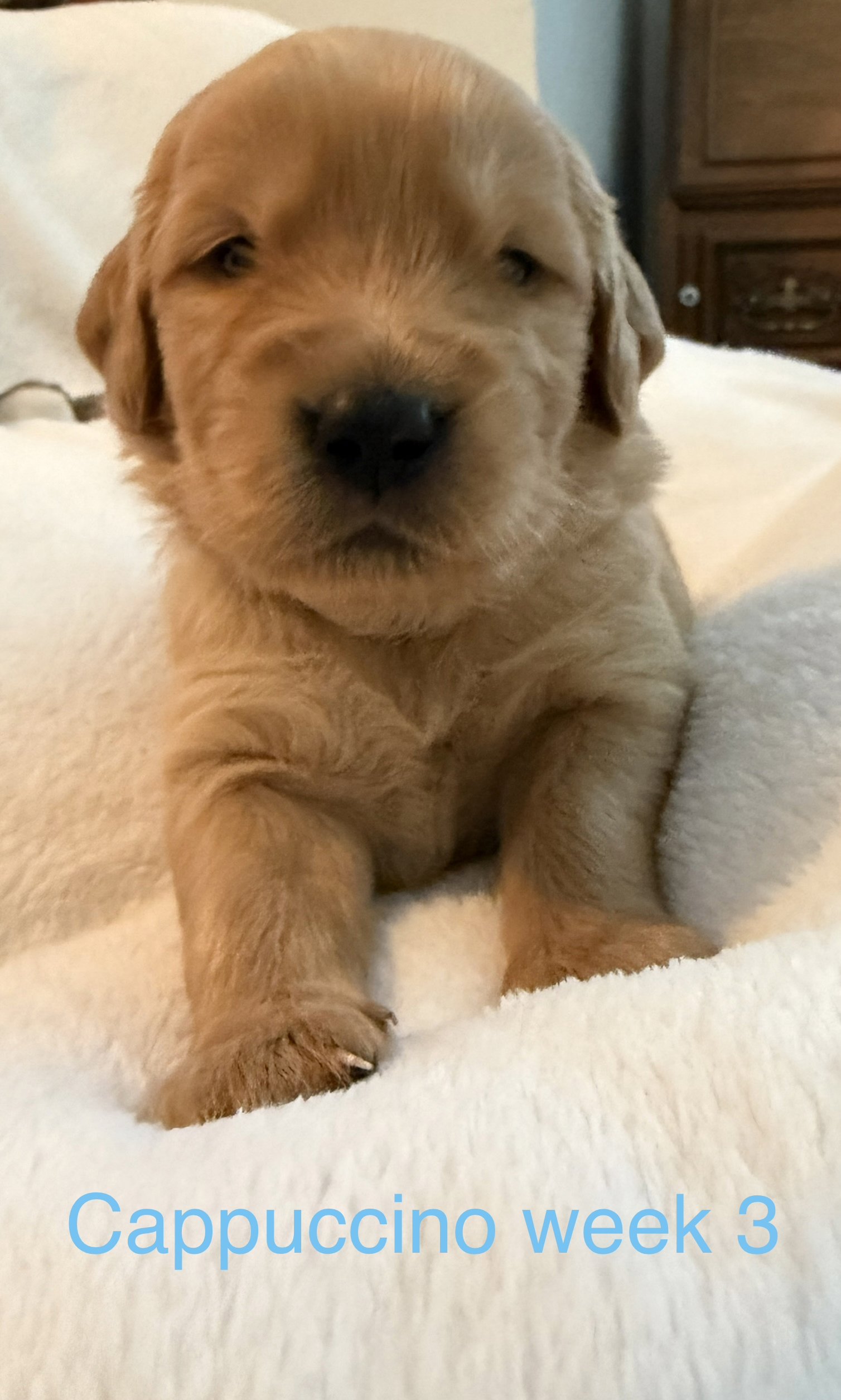 Close-up of a golden retriever puppy resting on a white blanket with the text 'Cappuccino week 3' at the bottom.