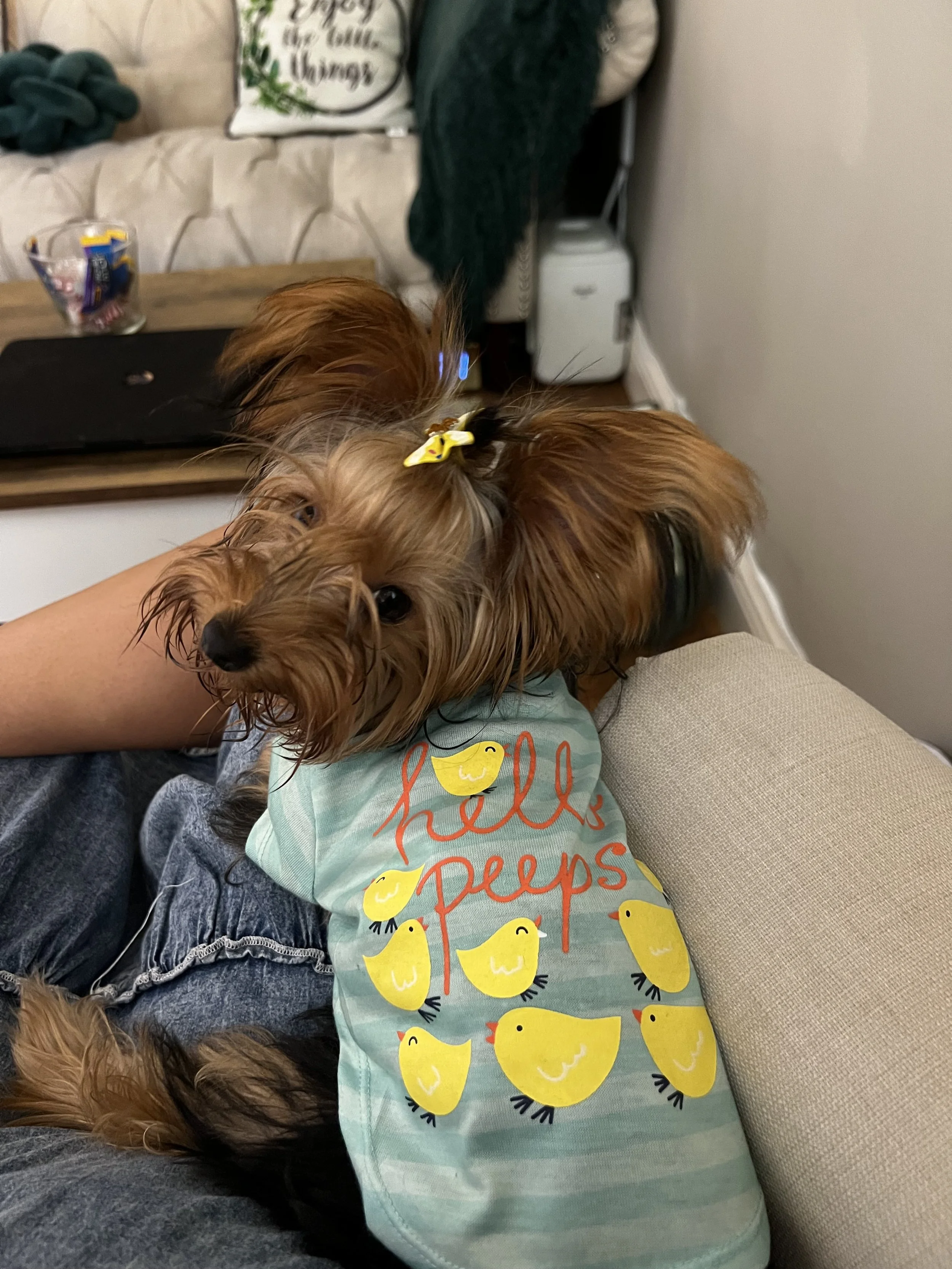 A small therapy dog, looking at the camera with a teal shirt with baby chickens that says "hello peeps". There are decorative pillows that have inspirational quotes on them.