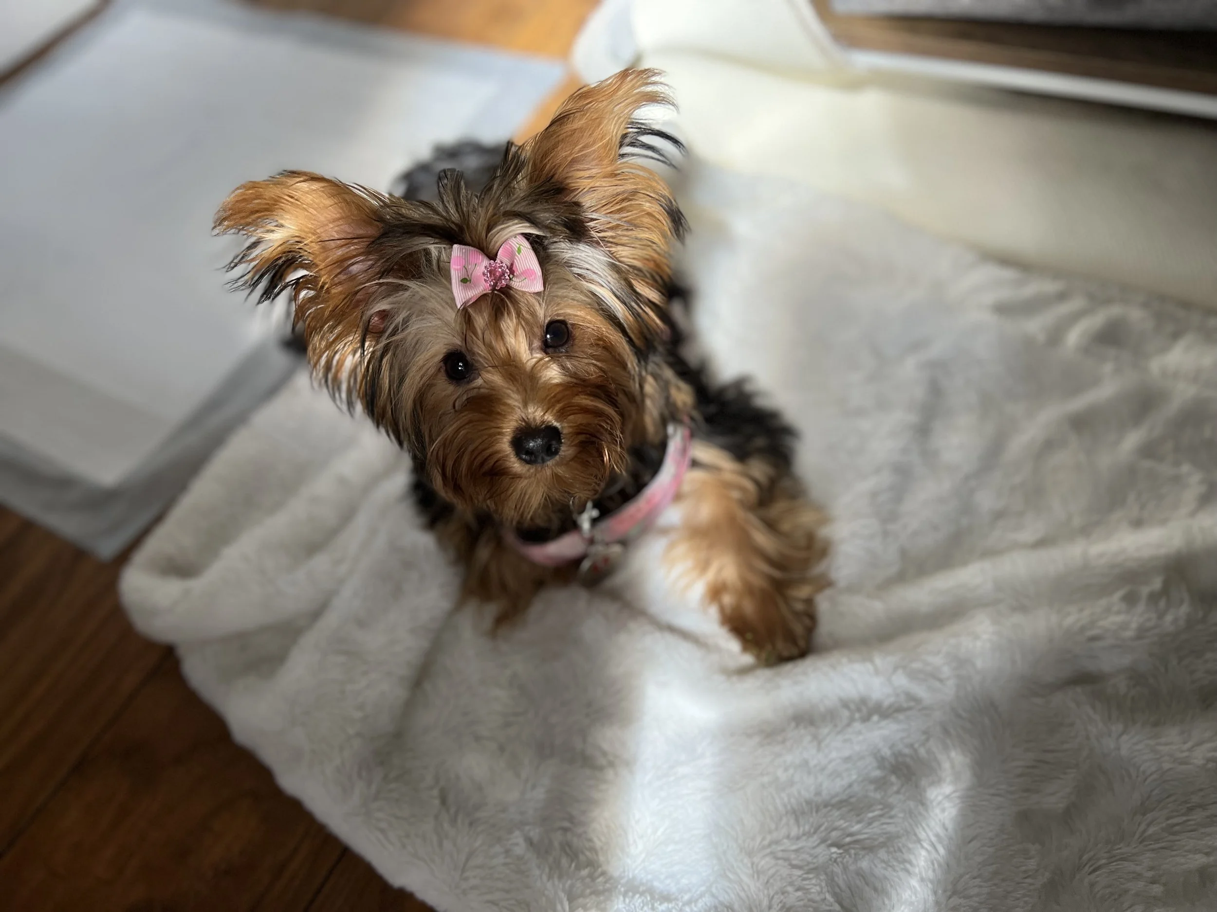 A small, long-haired Yorkshire Terrier puppy with a pink bow on its head, sitting on a plush white blanket, looking up at the camera.