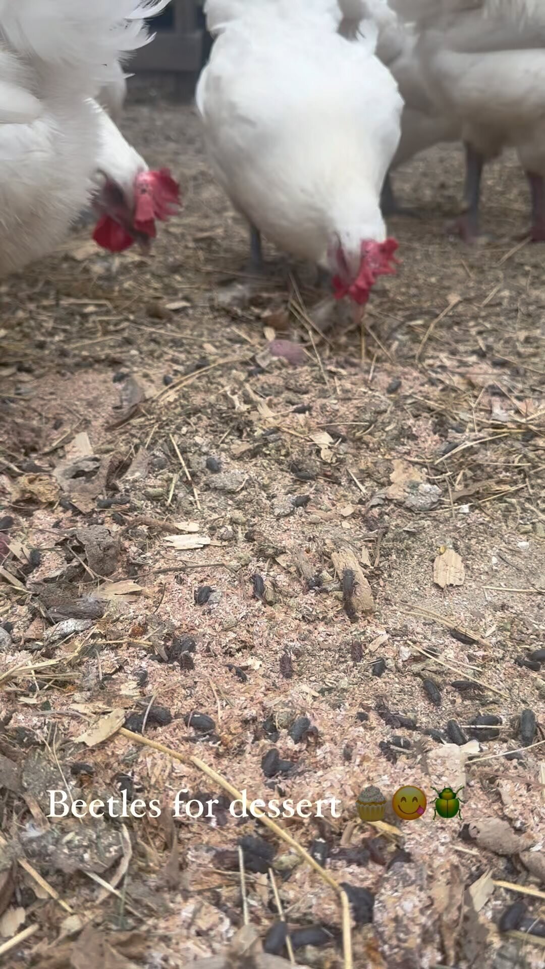 NON GMO Chicks and Chickens in Conroe Texas
