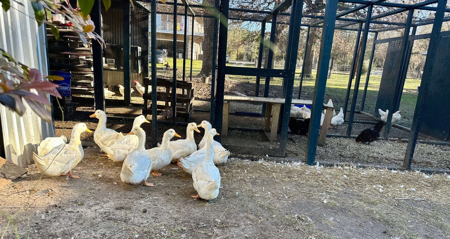 NON GMO Chicks and Chickens in Conroe Texas