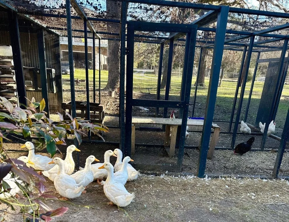 non-gmo-chicks-and-chickens-in-conroe-texas