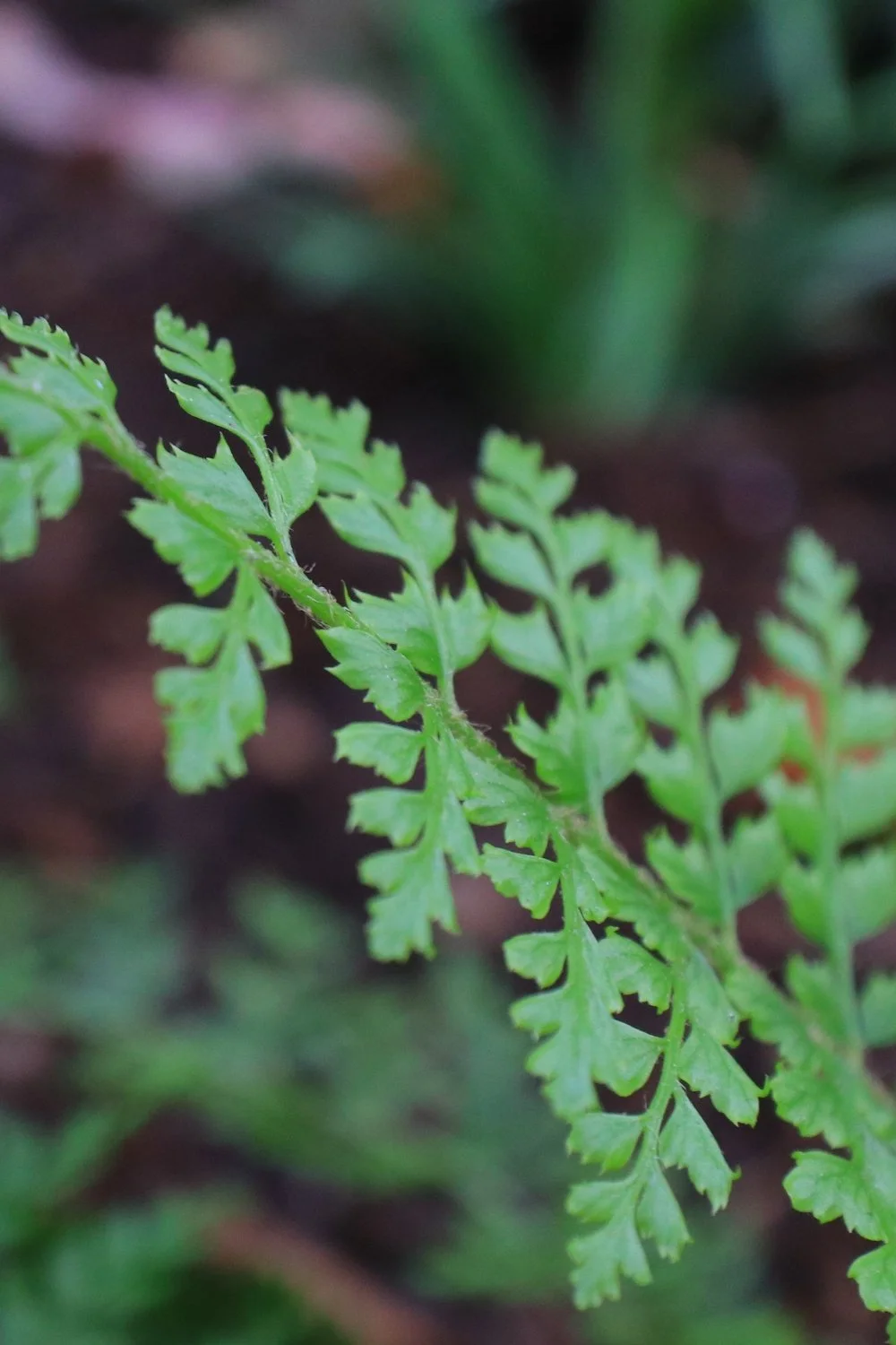 Traditional courtyard landscape design. Perennial fern plants