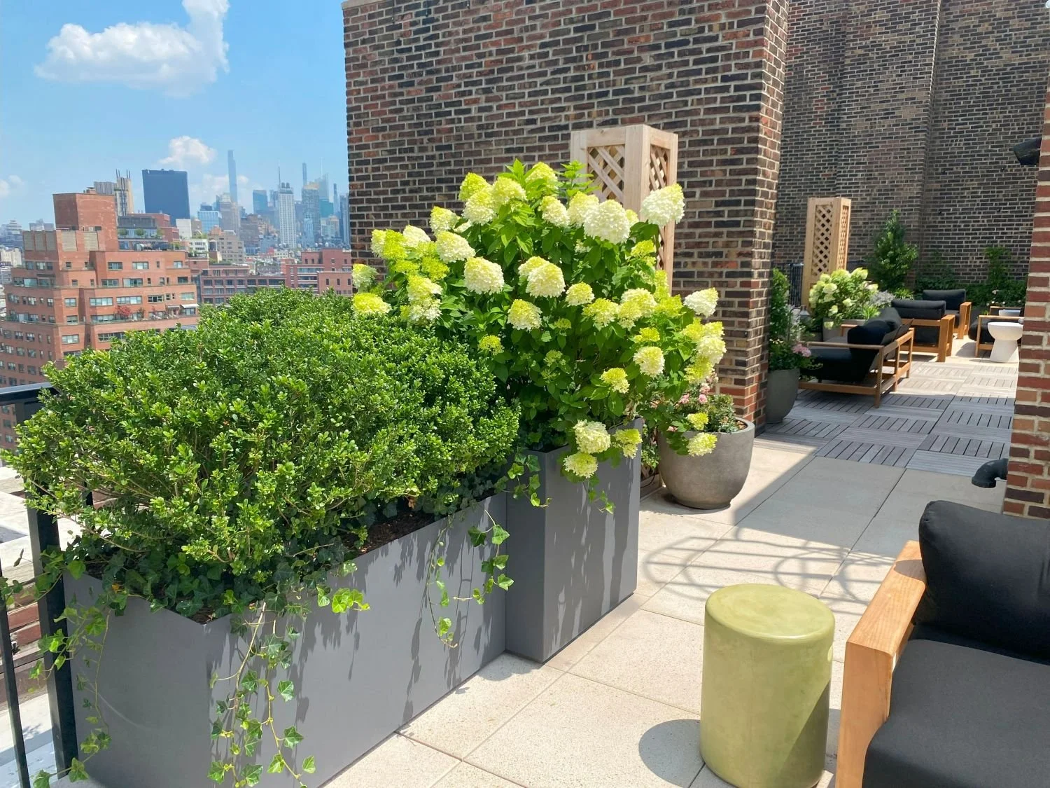 cozy-rooftop-garden-design-hydrangea-paniculata-ilex-compacta (11).jpg