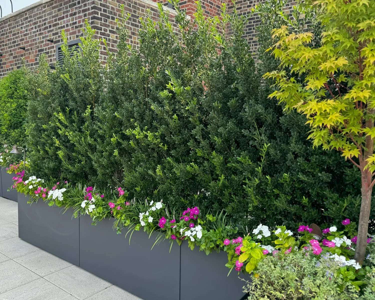 cozy-rooftop-garden-design-ilex-schwoebel-evergreen-shrubs-screening (3).jpg