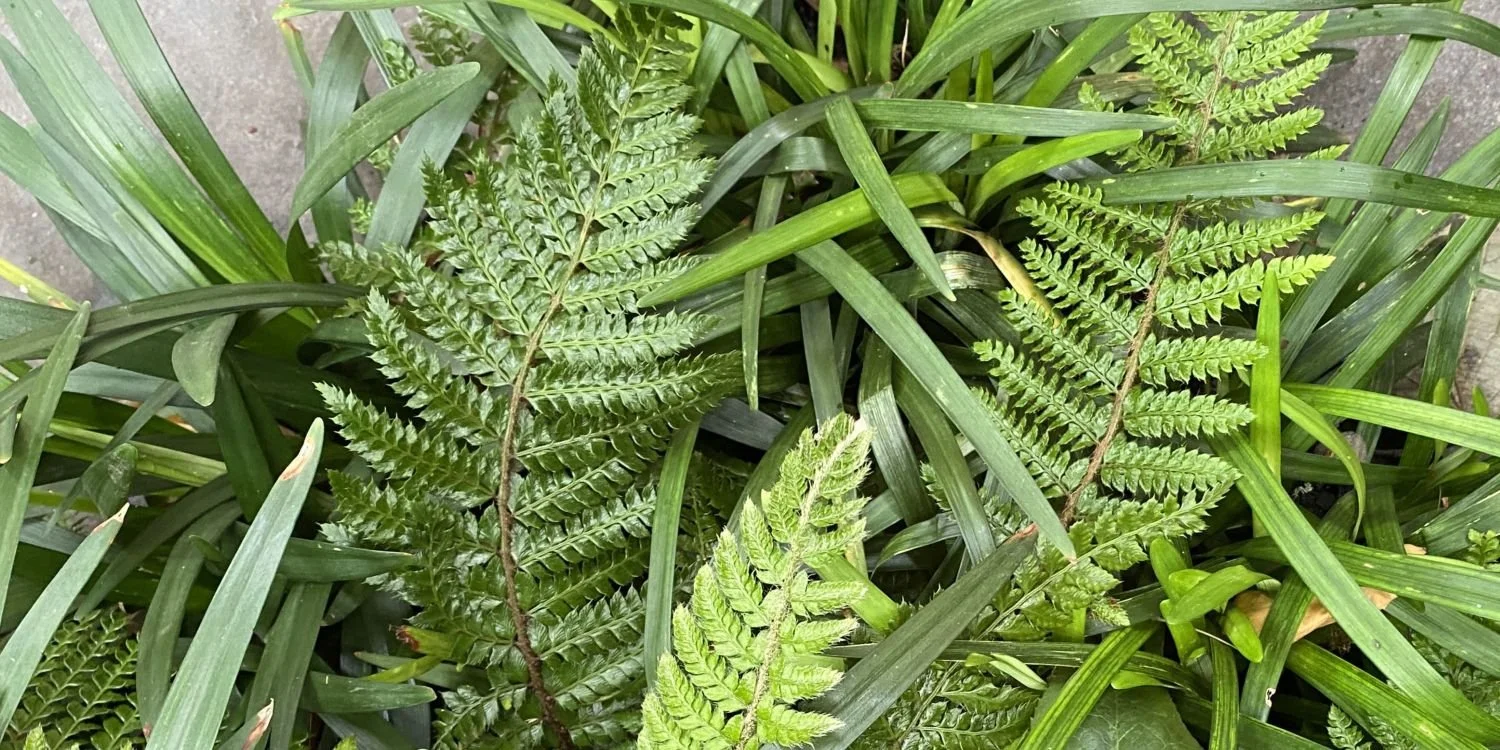 Shade garden planting landscape installation