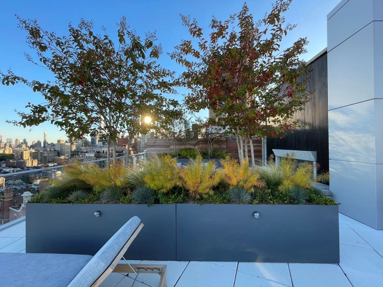 Rooftop landscape planting with seasonal fall color display. Crape myrtle and Amsonia.