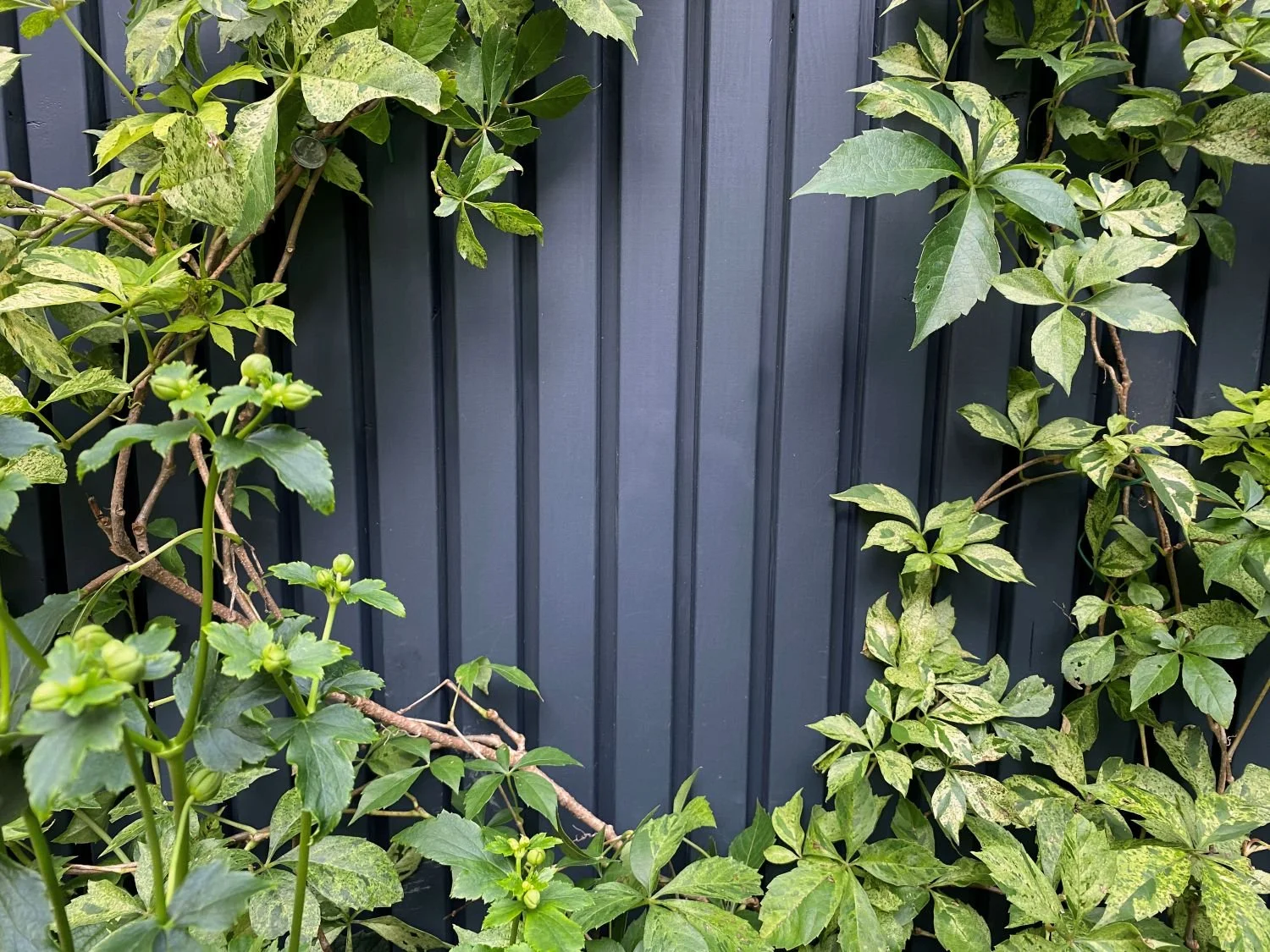 Climbing vines on fluted cedar fence
