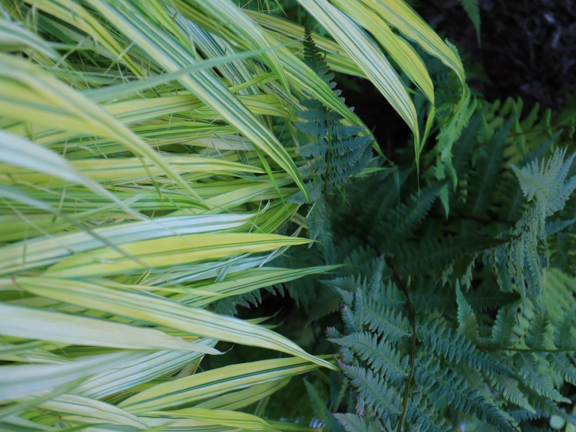 Shade plants in a NYC garden