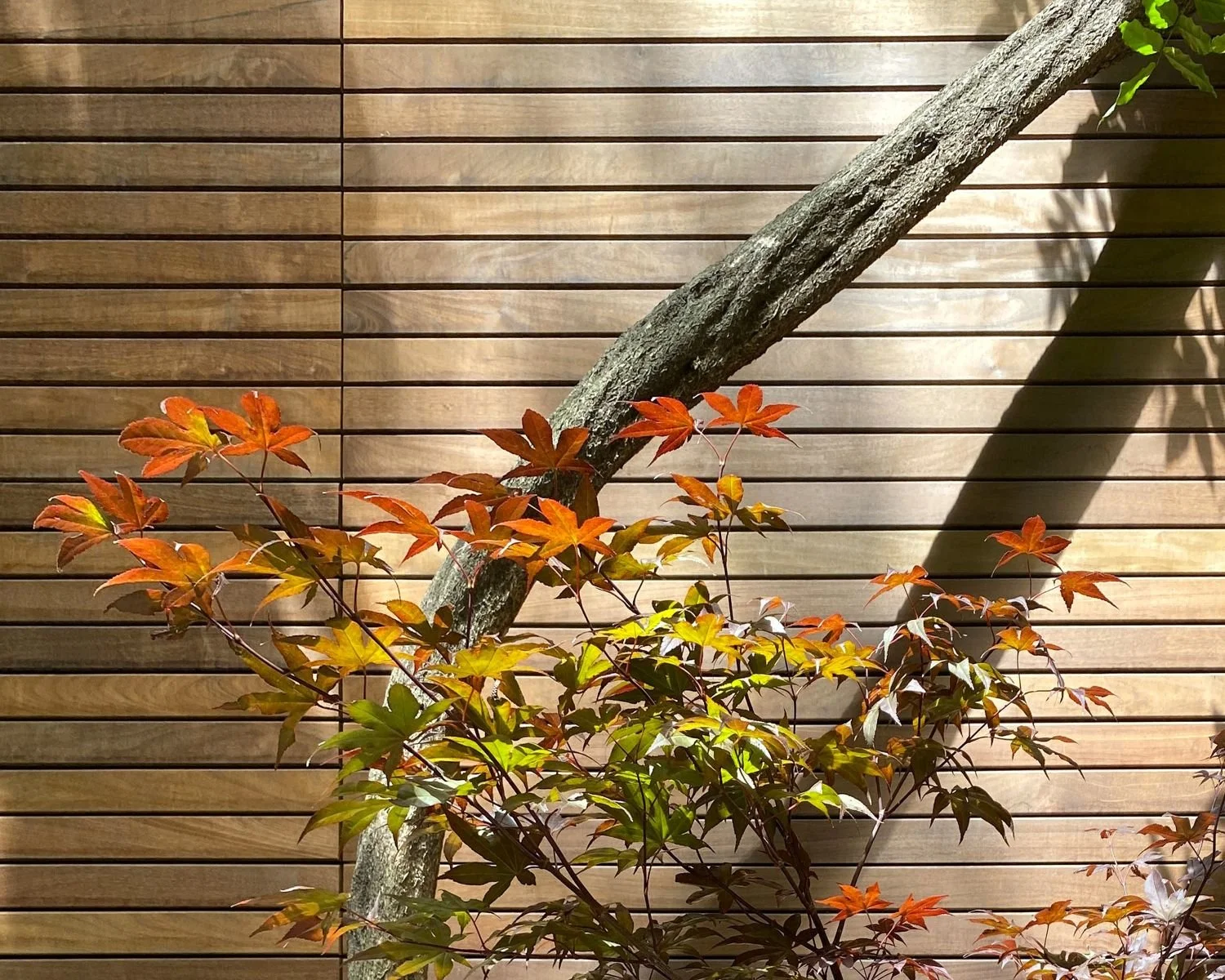 Ipe fence design and installation with Japanese maple